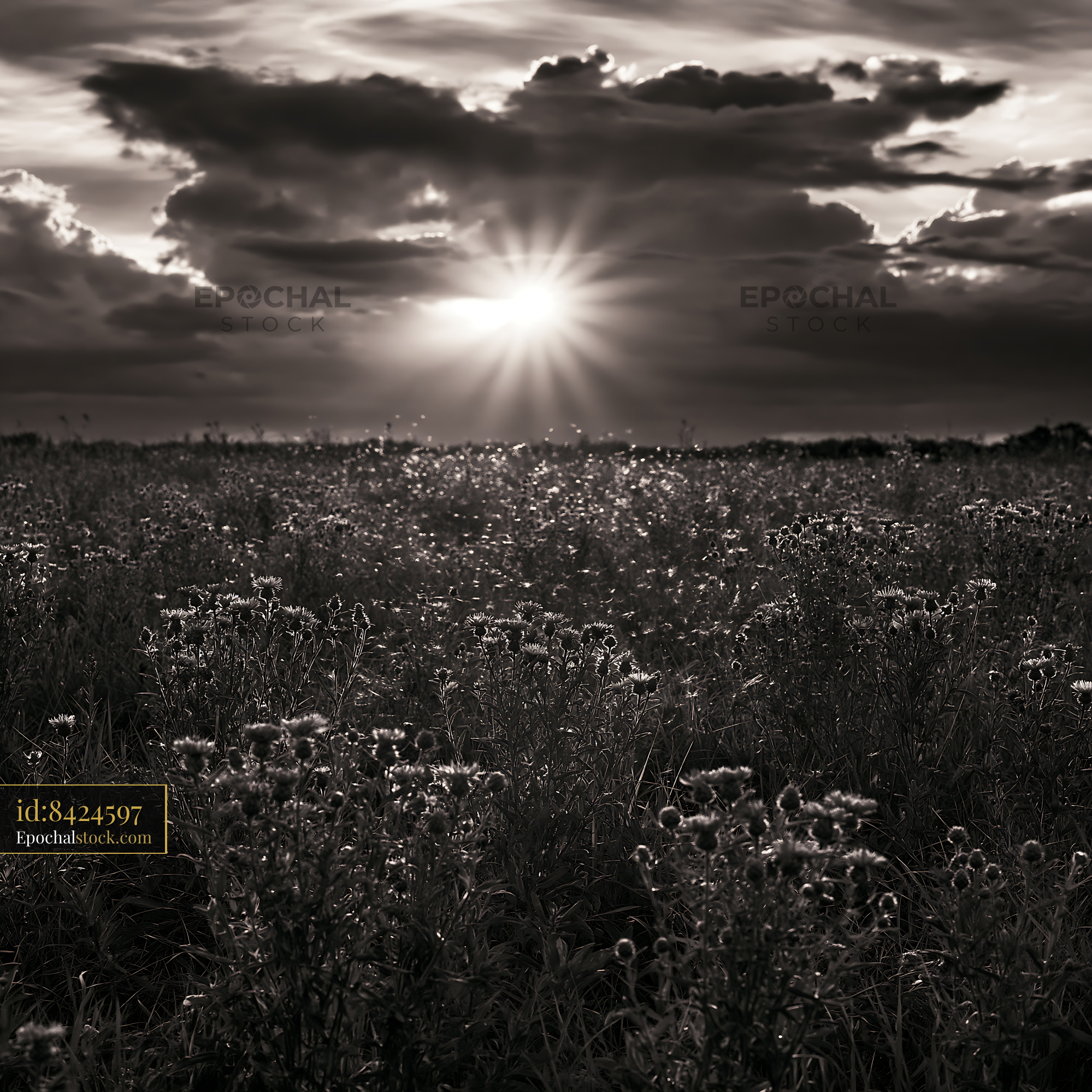 Watermarked full-resolution preview of Sunset over a field of flowers with dramatic clouds