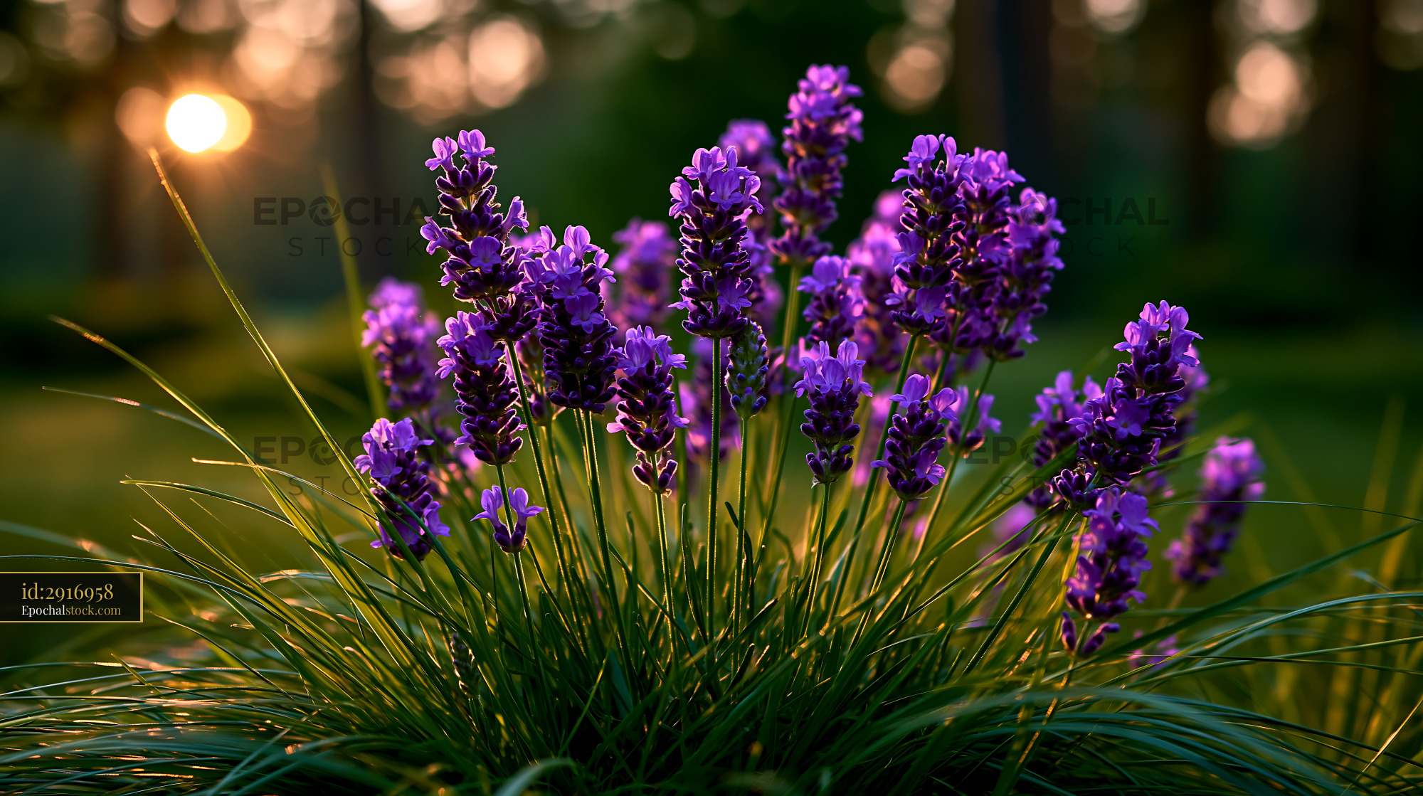 Lavender Blossoms Grow in Garden During Sunset Light - stock photo