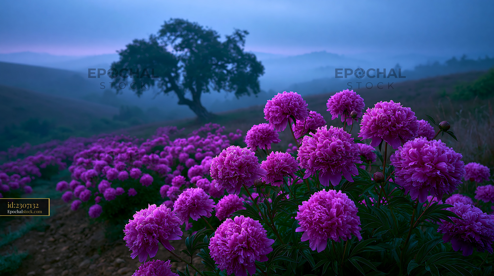 Watermarked full-resolution preview of Purple flowers in a field under a twilight sky
