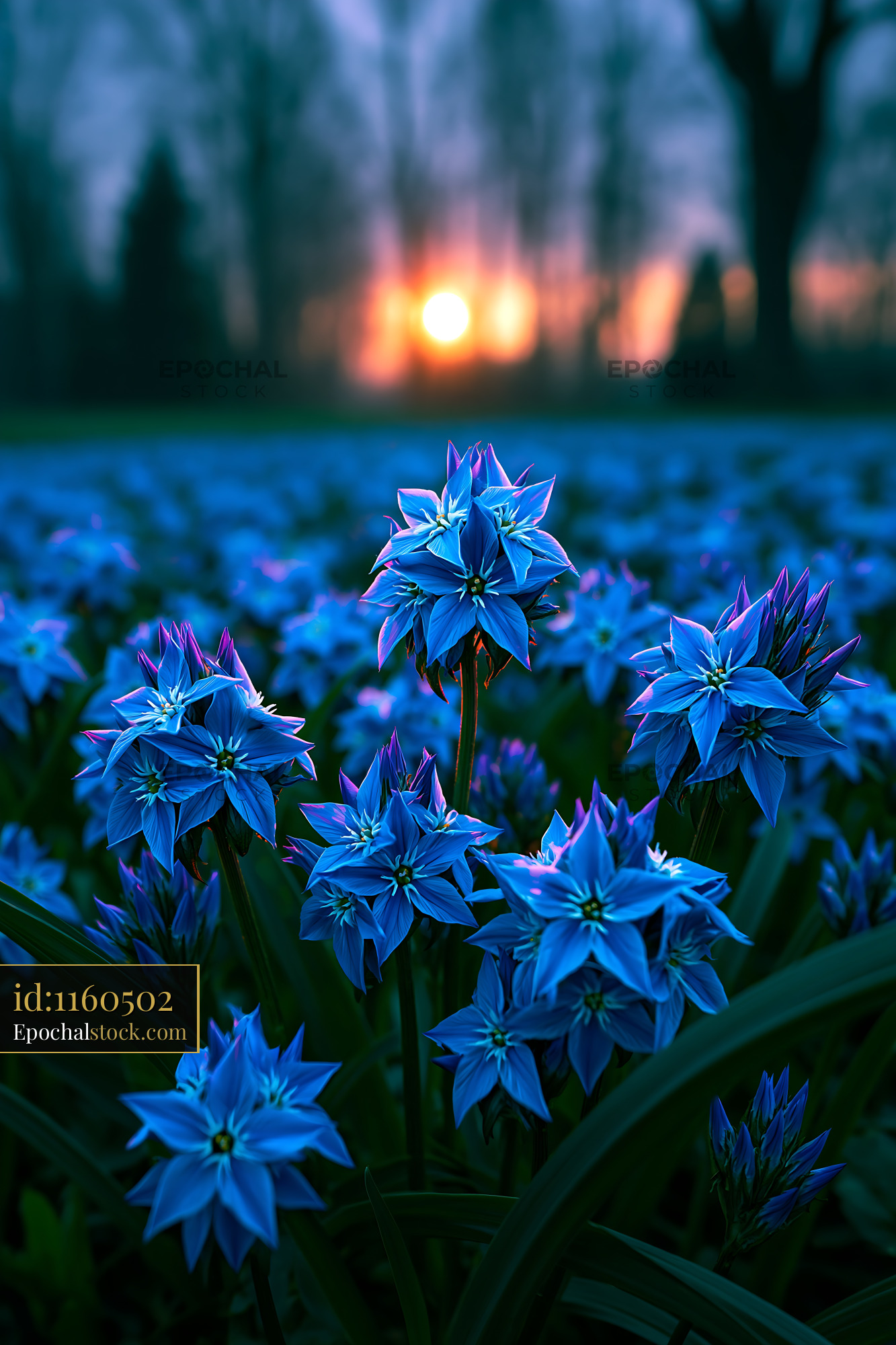 Watermarked full-resolution preview of Blue flowers bloom at sunset in a park setting