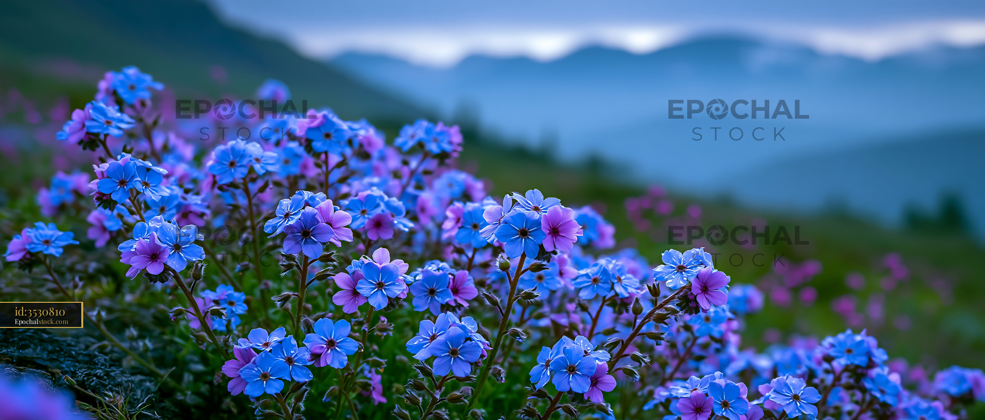 Blue and Pink Flowers Blooming in a Mountain Field at Sunrise - stock photo