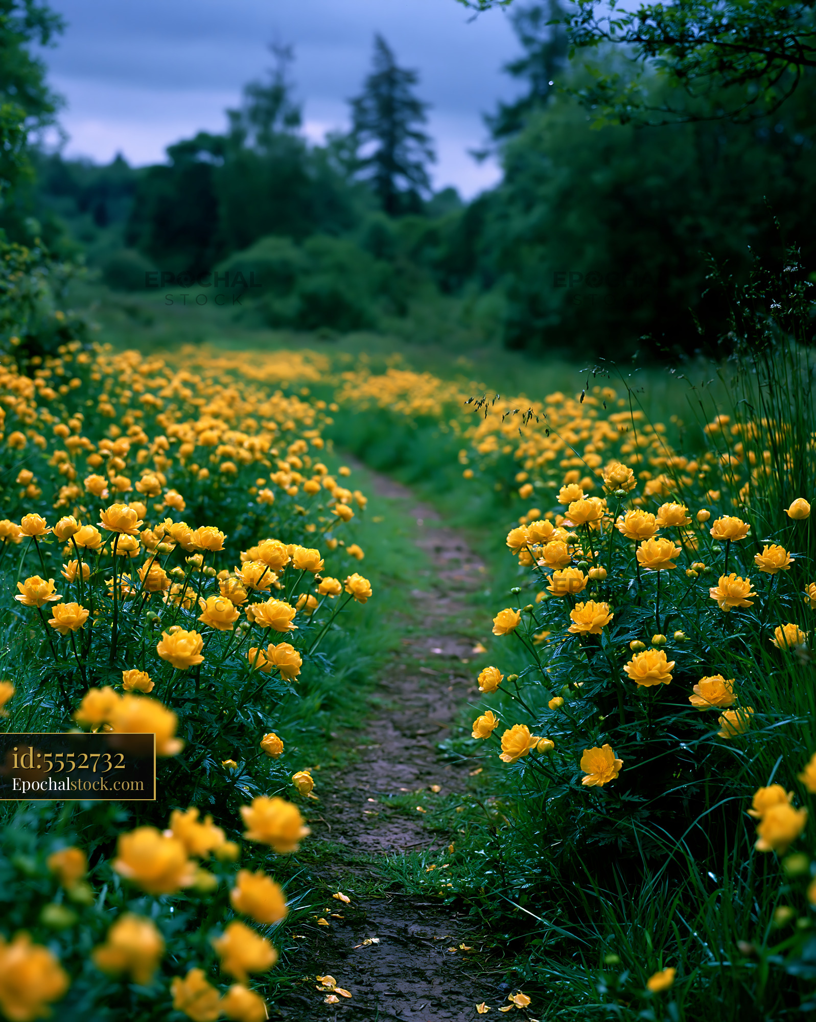 Globeflower Meadow Path in Golden Bloom, Late Spring Season - stock photo
