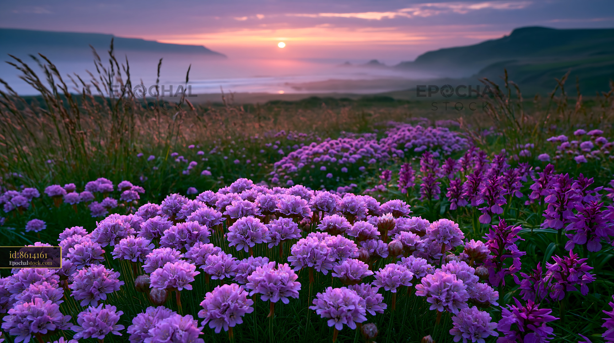 Watermarked full-resolution preview of Colorful flowers bloom at sunset in a coastal landscape