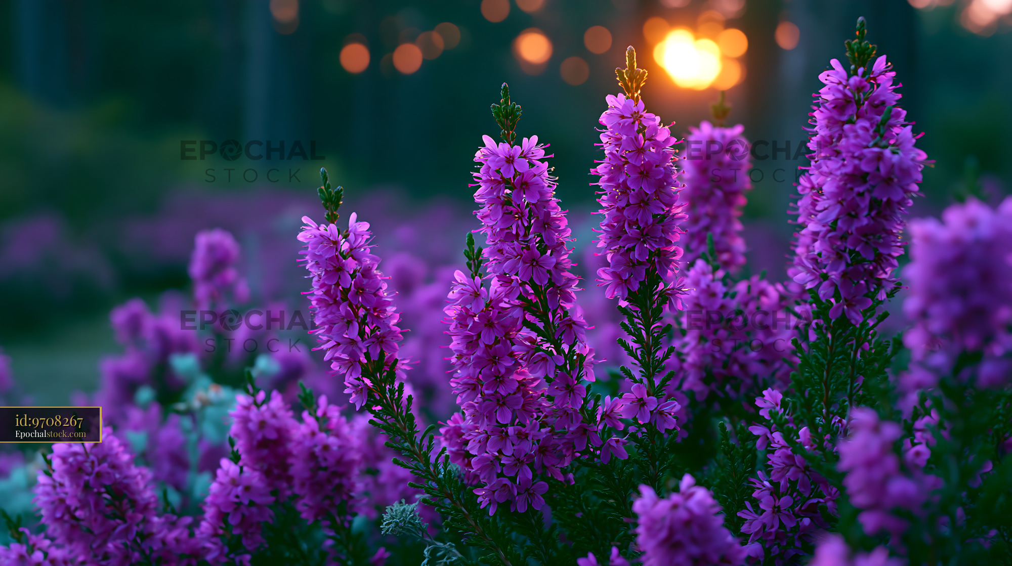 Watermarked full-resolution preview of Purple flowers bloom at sunset in a natural garden
