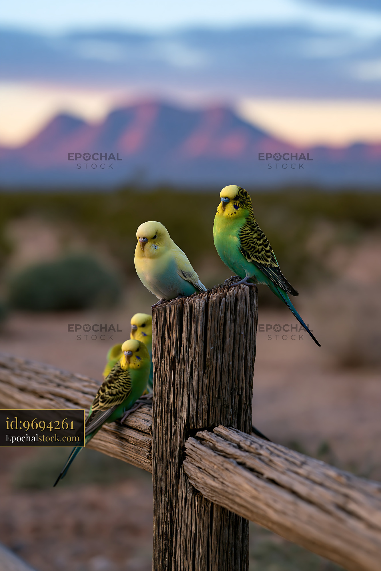 Watermarked full-resolution preview of Four budgerigars perched on a rustic fence with mountains behind