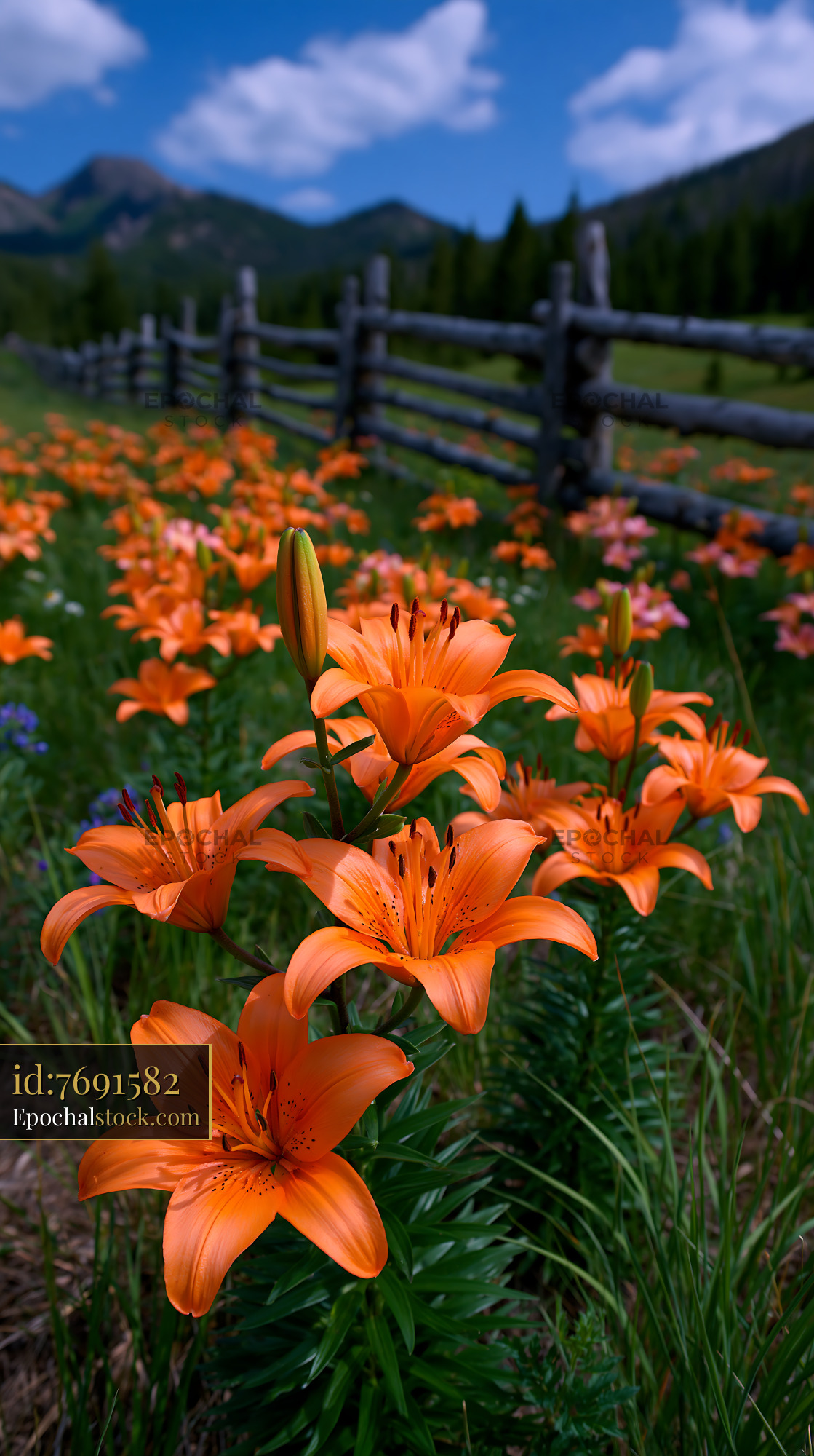 Watermarked full-resolution preview of Orange lilies bloom in a field with a wooden fence in the background