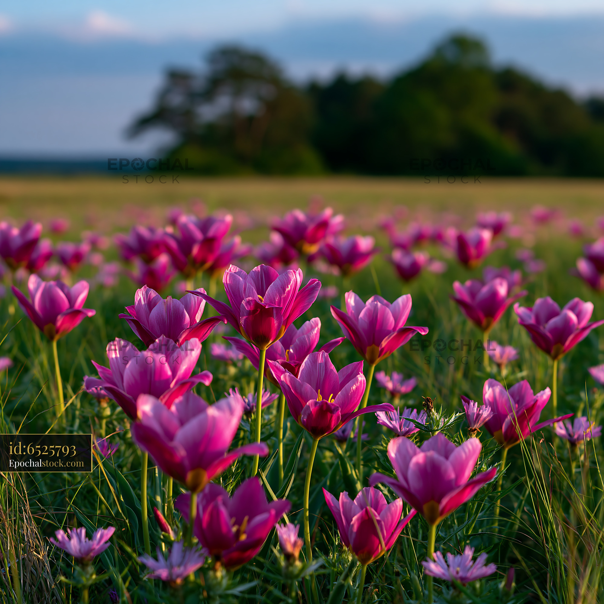Watermarked full-resolution preview of Colorful flowers bloom in a green field during sunset