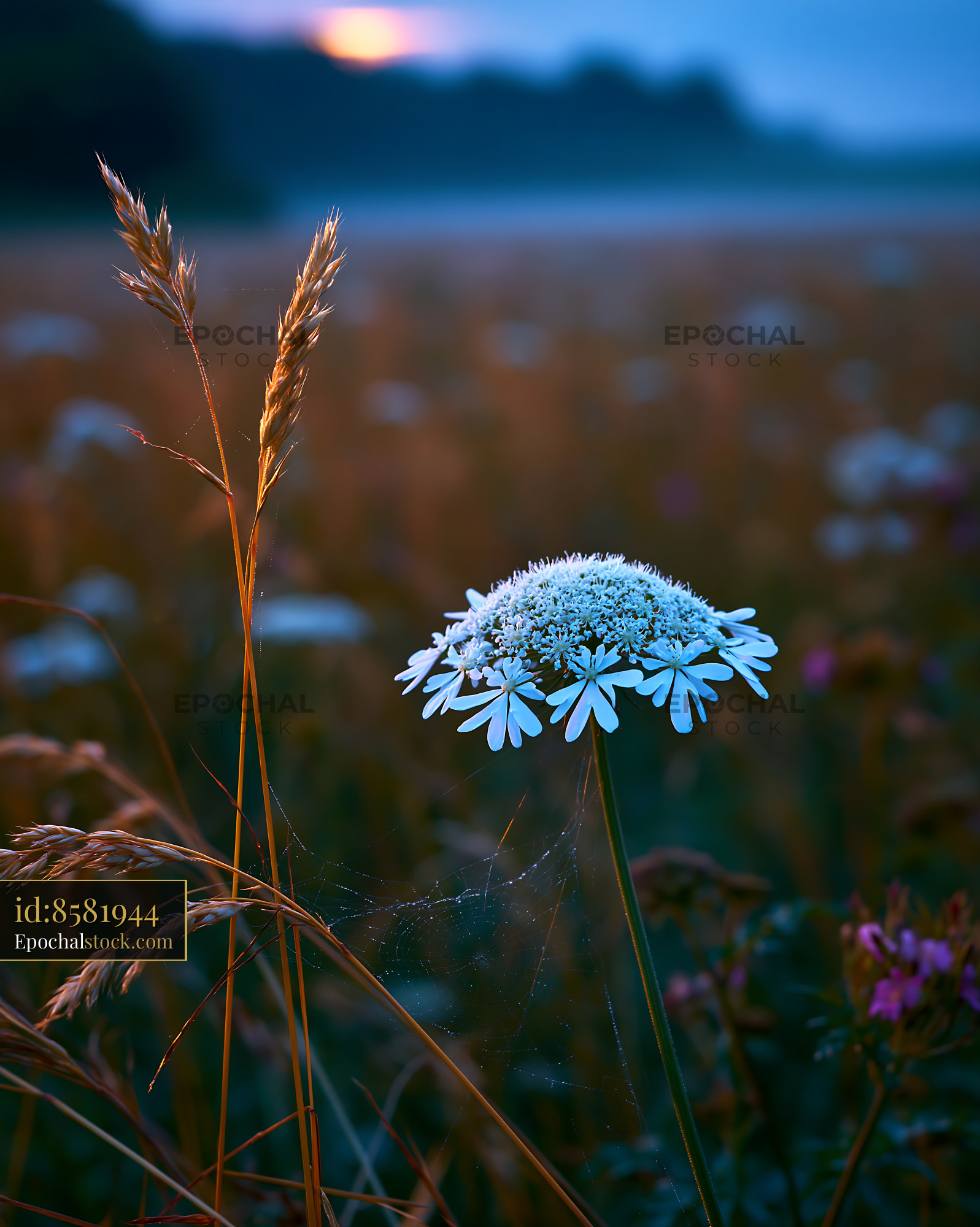 Watermarked full-resolution preview of Dewy flower stands in a meadow during twilight hours