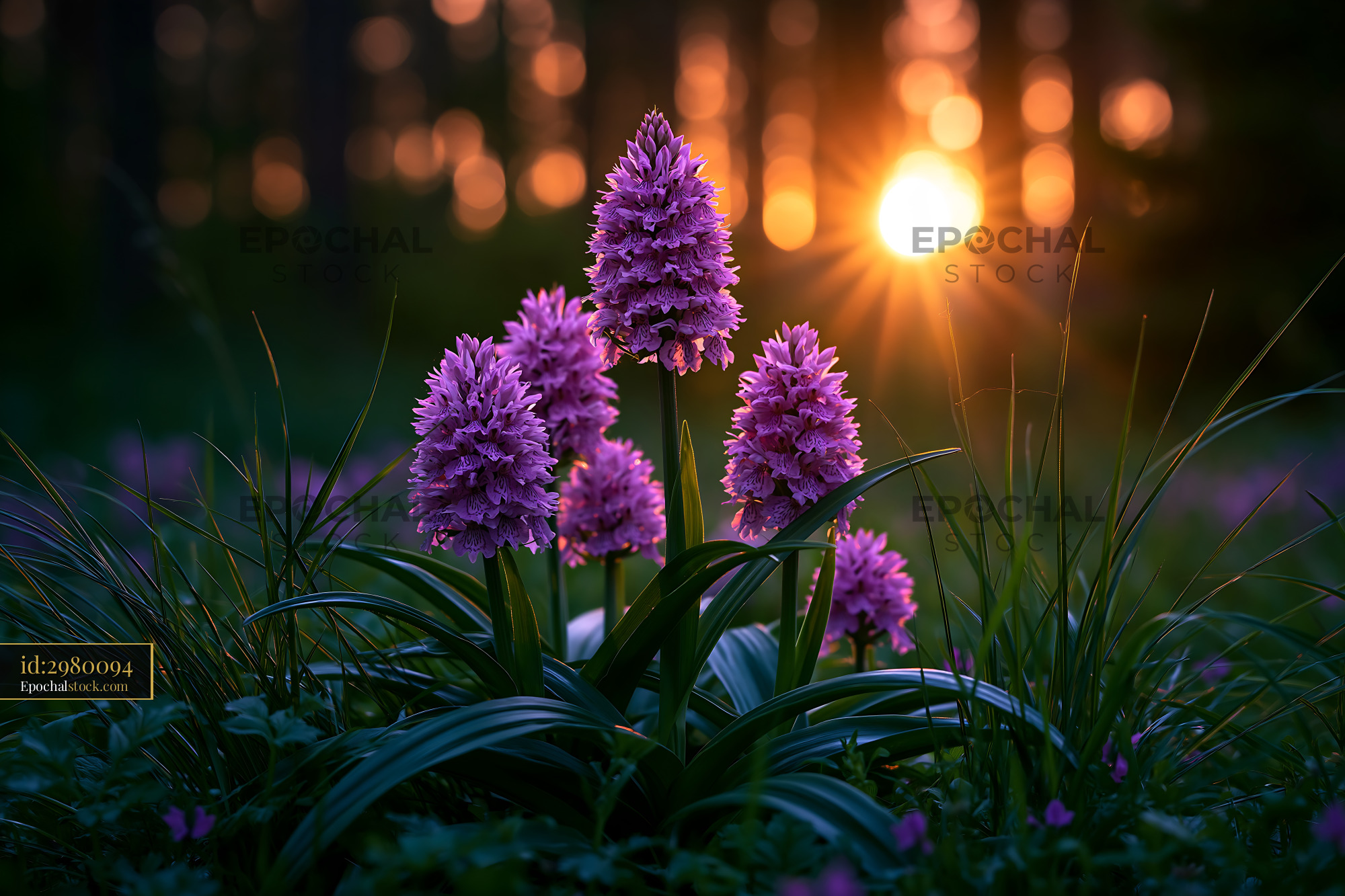 Watermarked full-resolution preview of Purple flowers bloom in a forest during sunset