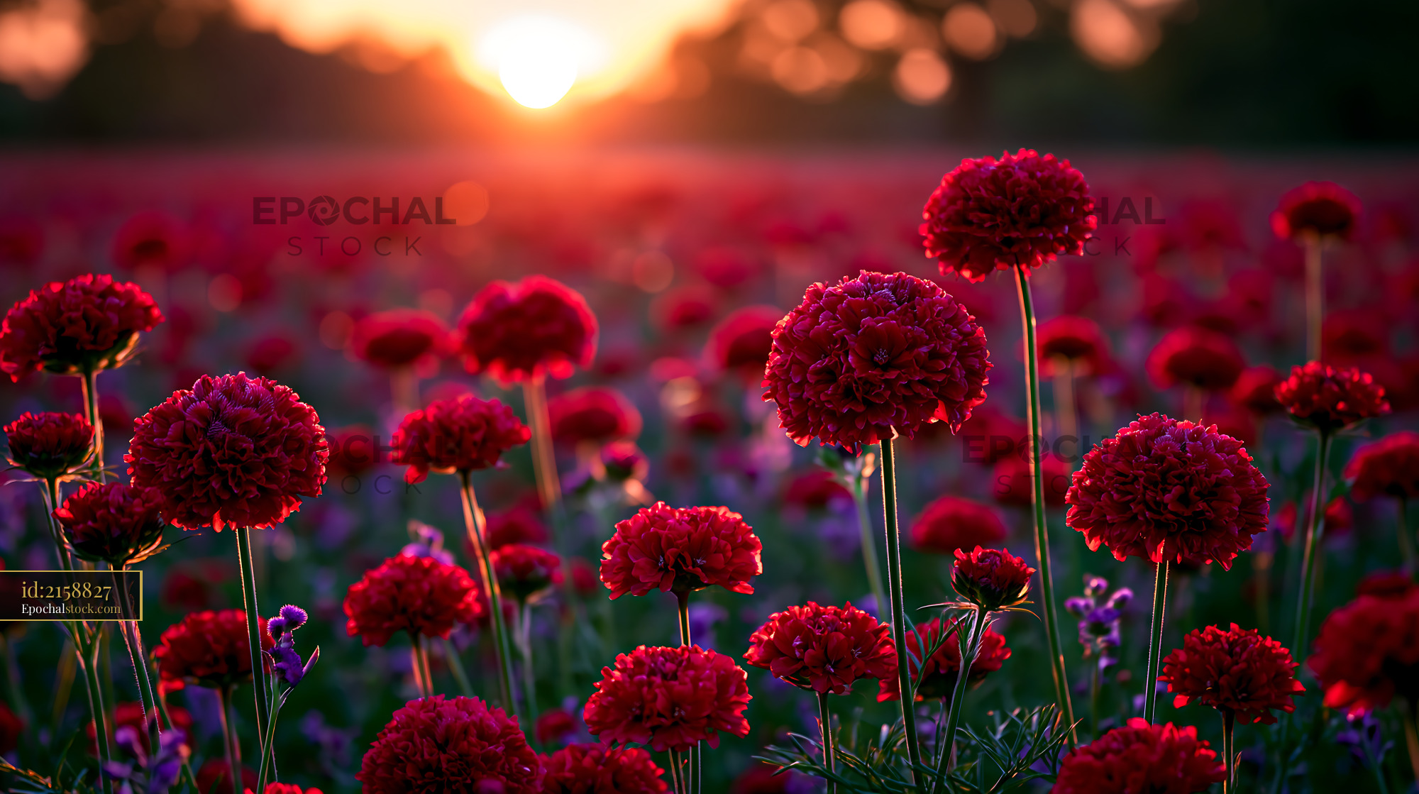 Red Flowers Bloom in a Field During Sunset With Warm Light - stock photo