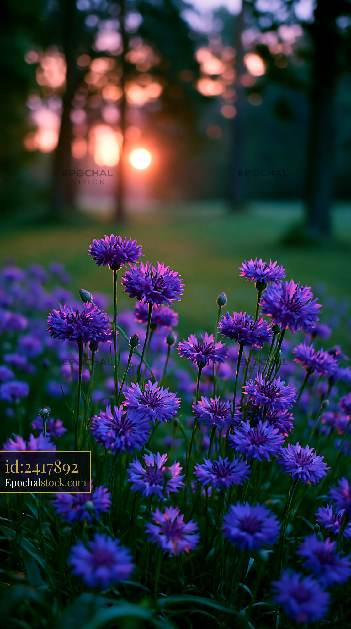 Watermarked full-resolution preview of Purple flowers in a field at sunset