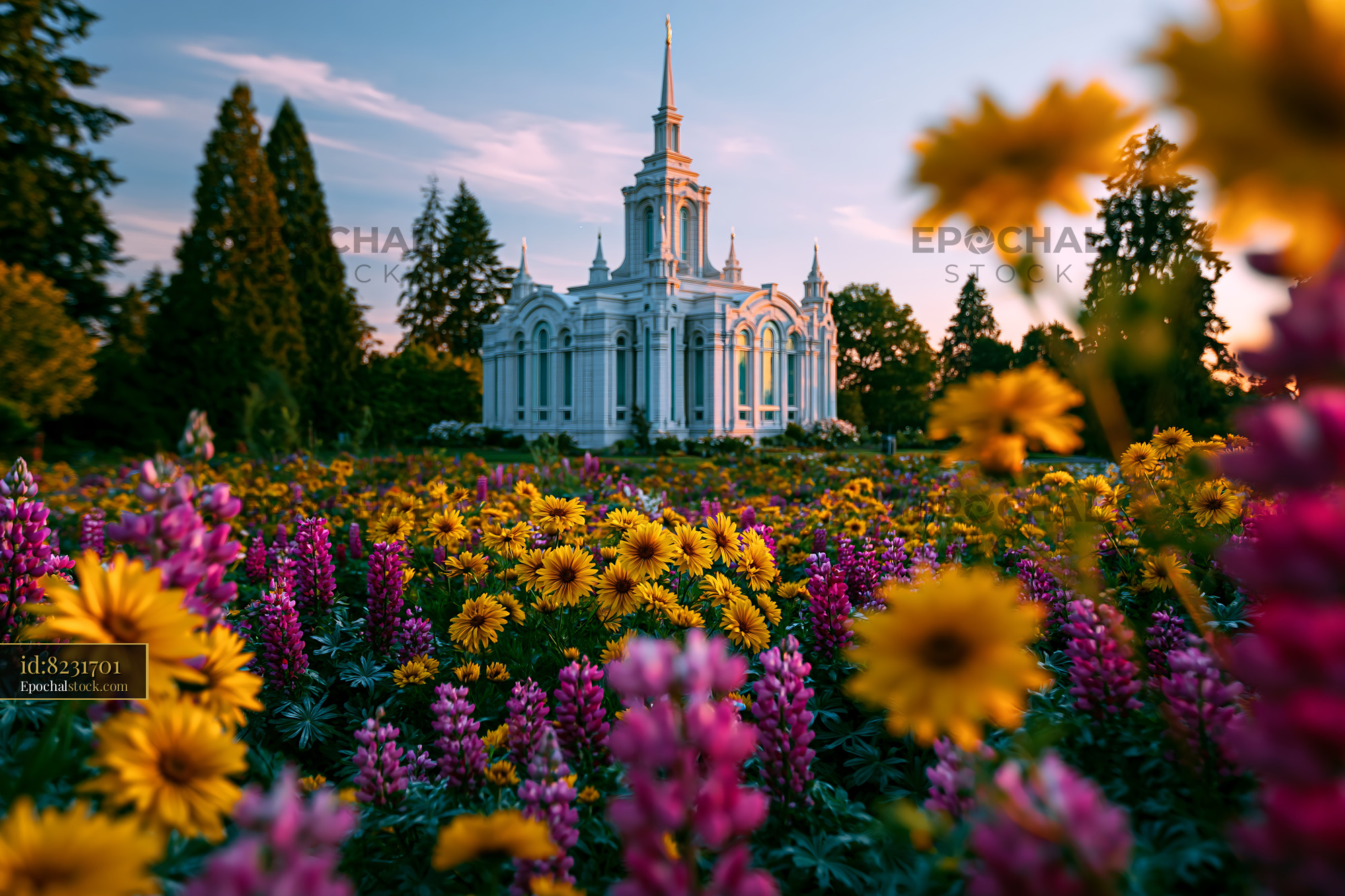 Watermarked full-resolution preview of Beautiful flowers in bloom near a white building at sunset