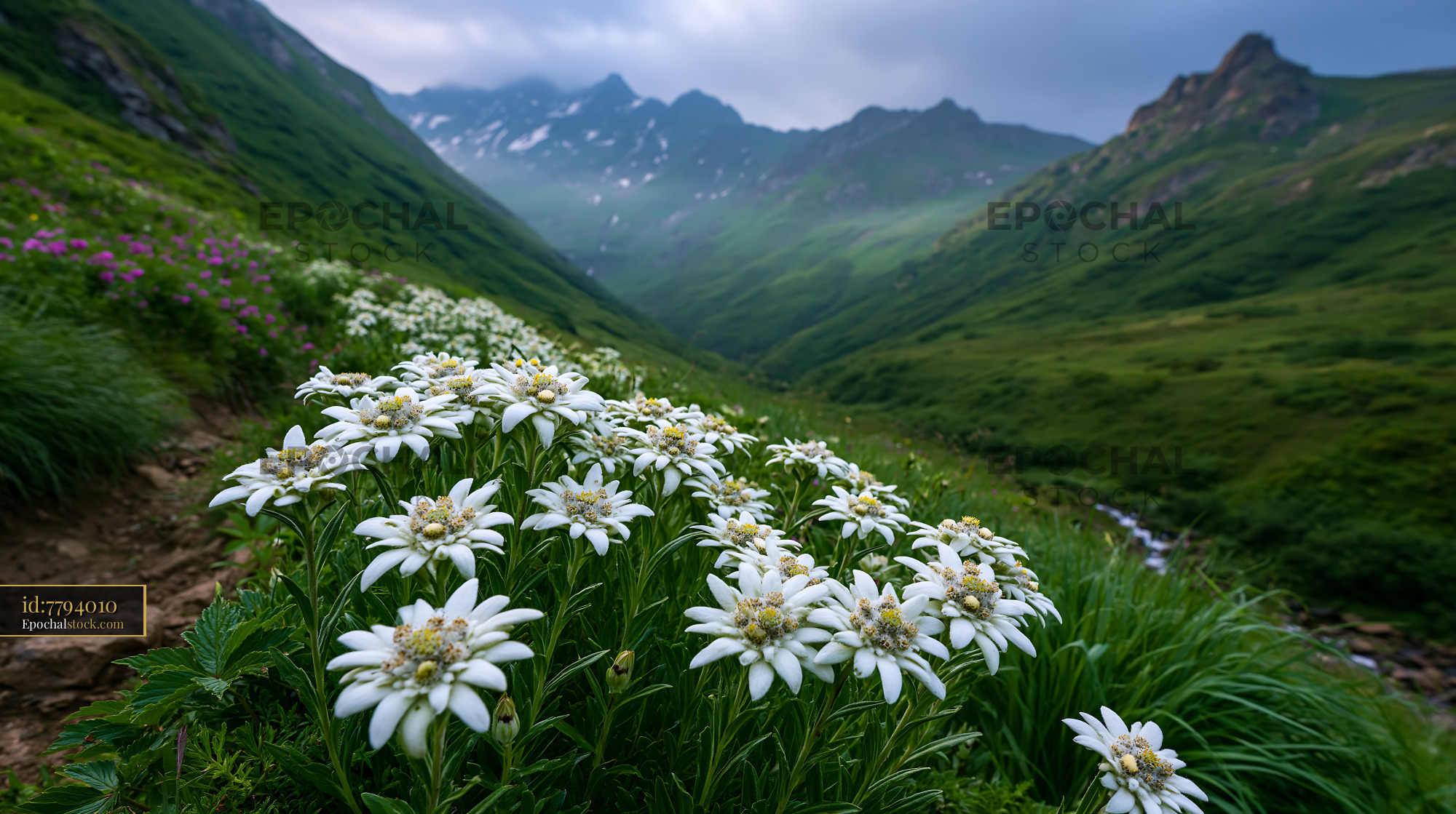 Watermarked full-resolution preview of Mountain valley with white flowers and green hills