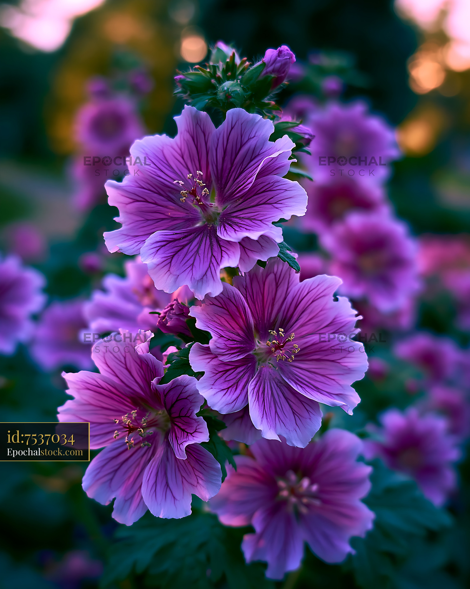 Watermarked full-resolution preview of Vivid purple flowers bloom in garden at sunset