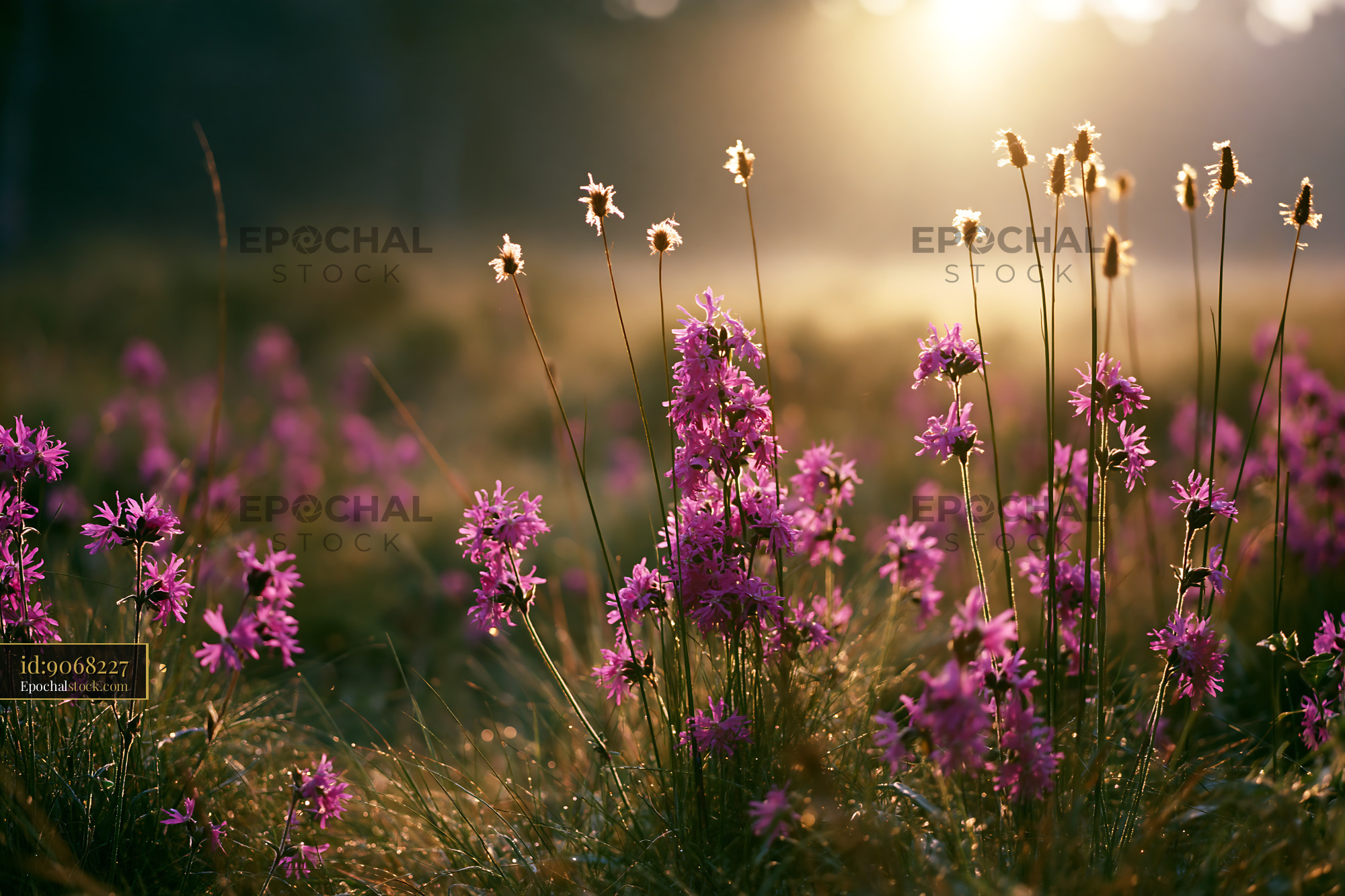 Watermarked full-resolution preview of Purple flowers bloom in a field during golden hour
