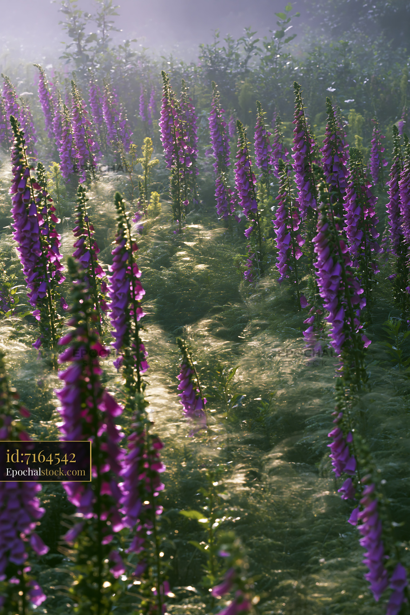 Watermarked full-resolution preview of Purple flowers in a field during morning light
