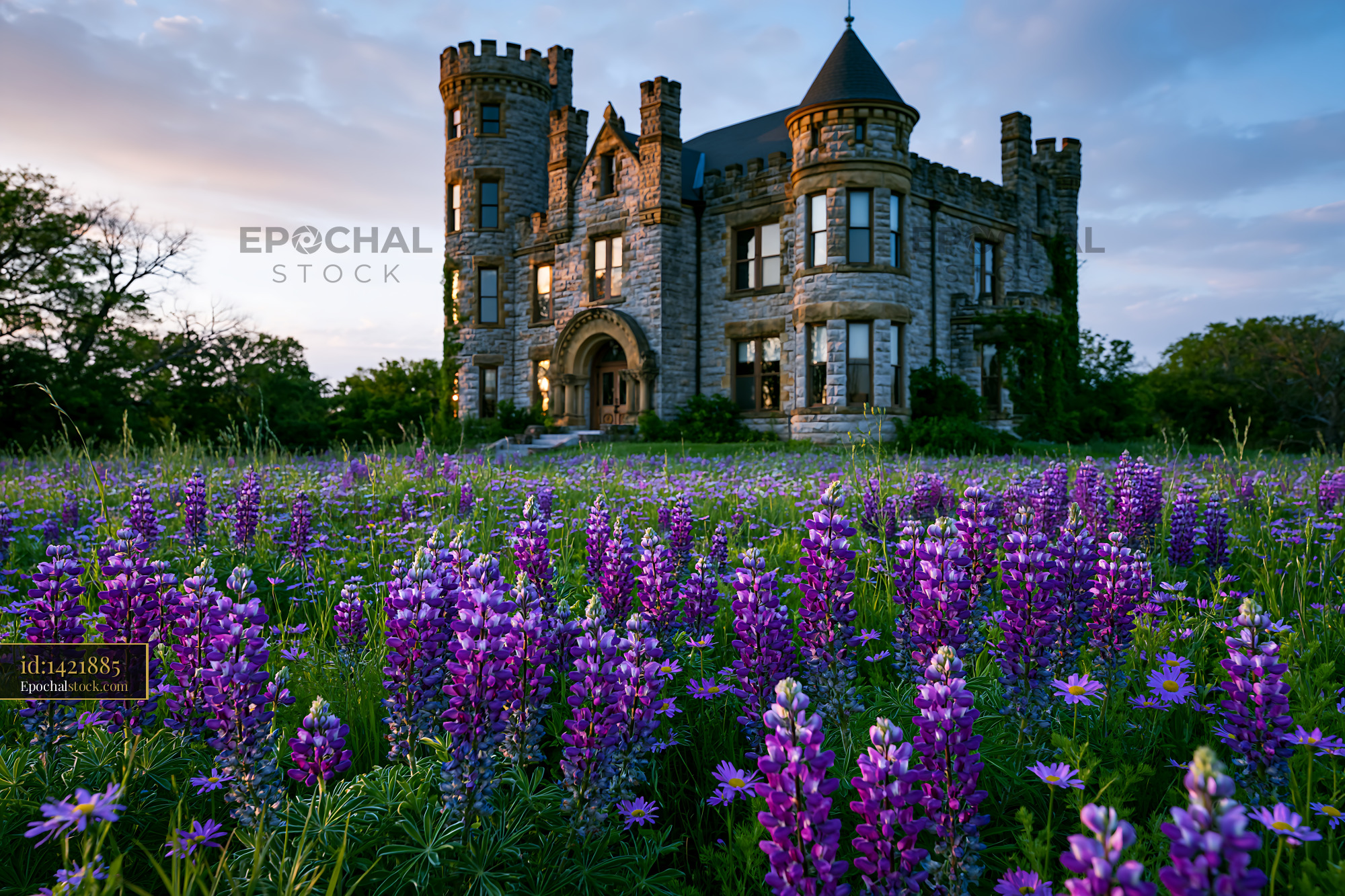 Watermarked full-resolution preview of Historic stone castle surrounded by purple wildflowers at sunset