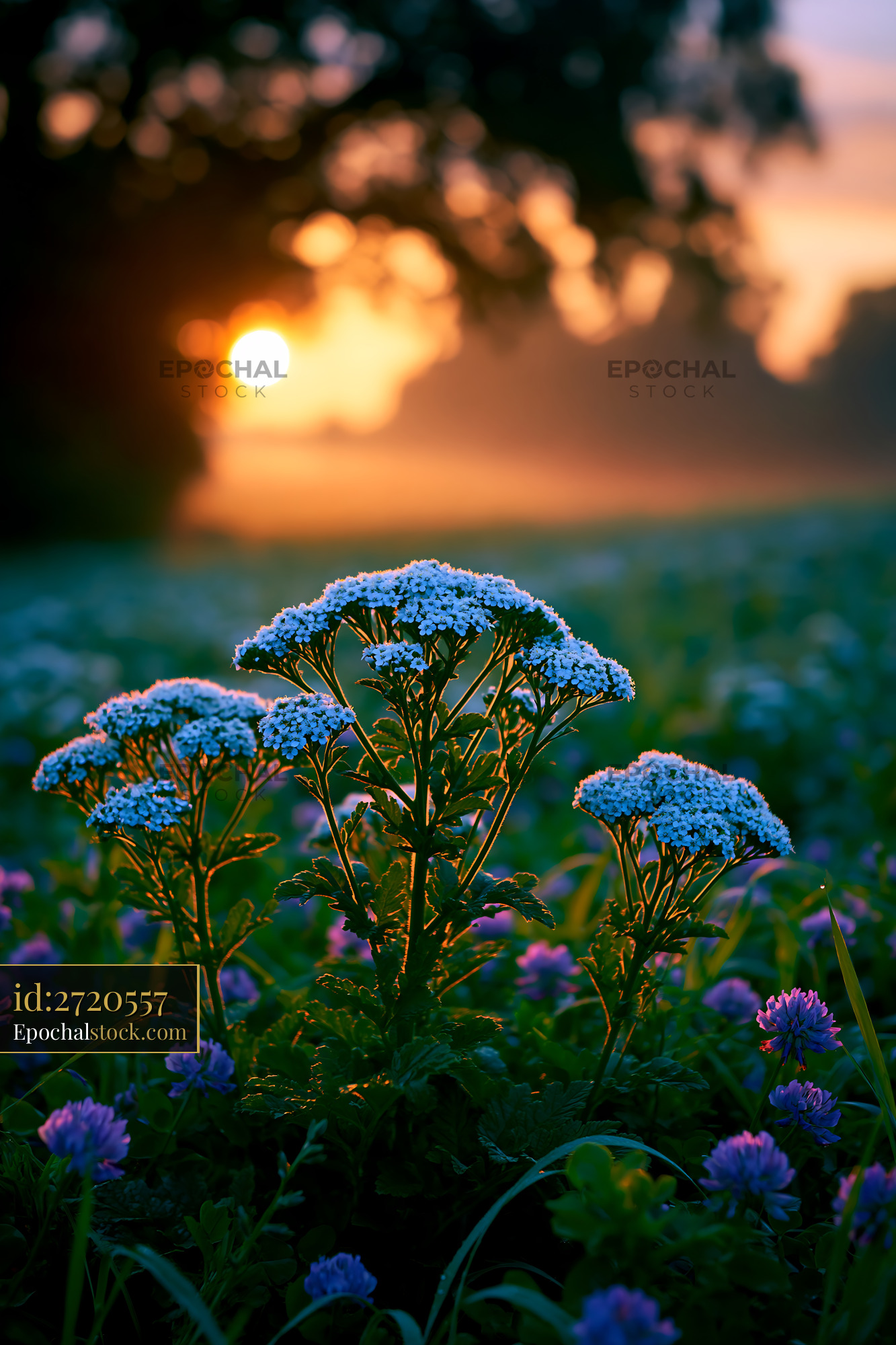 Flowers Bloom in Field as Sun Rises Behind Trees - stock photo