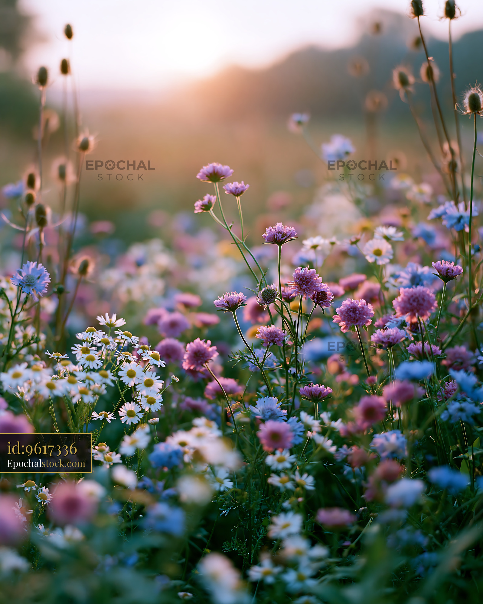 Watermarked full-resolution preview of Colorful wildflowers growing in a field during sunset