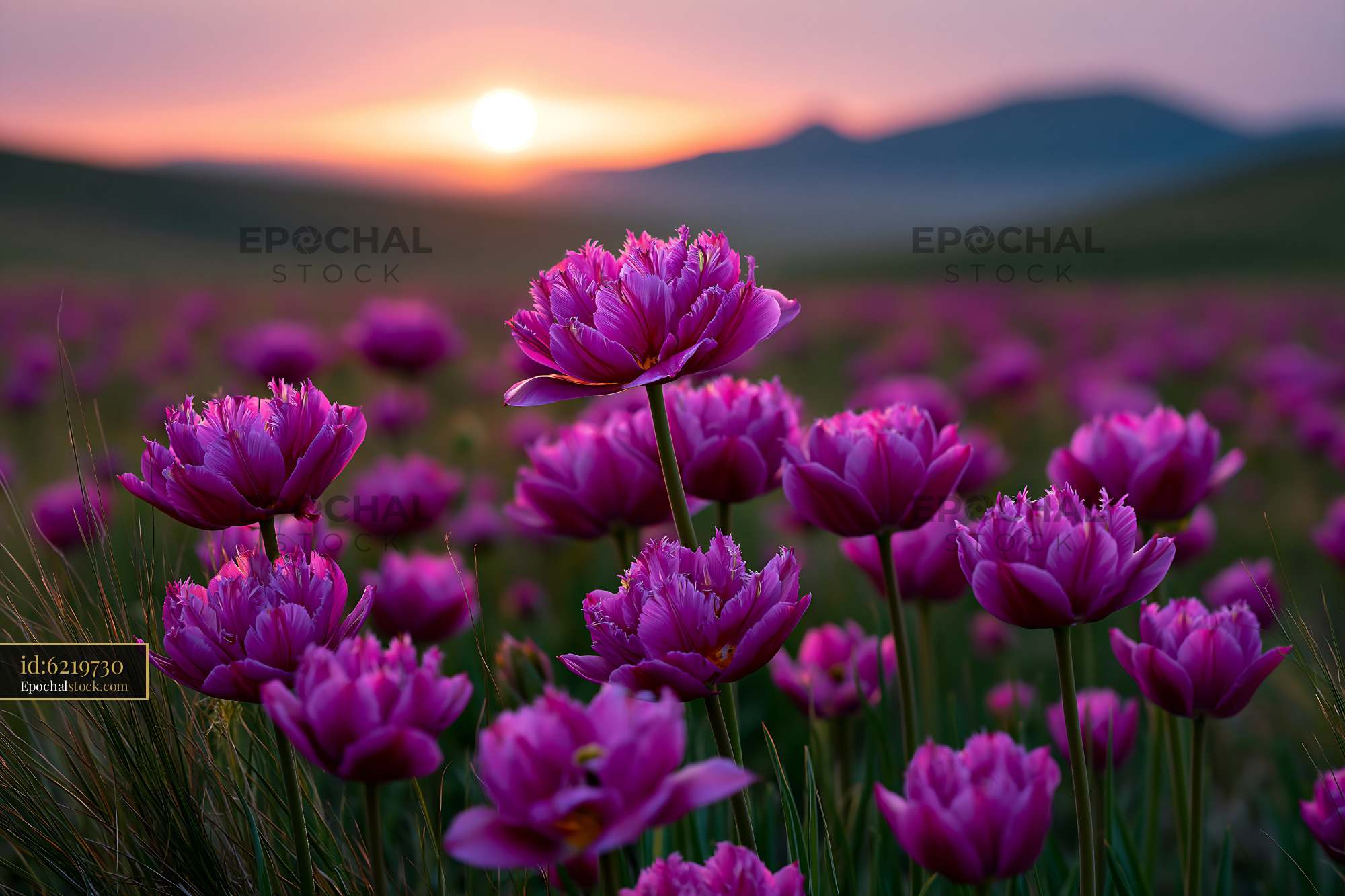 Watermarked full-resolution preview of Vibrant purple flowers bloom in a field at sunset