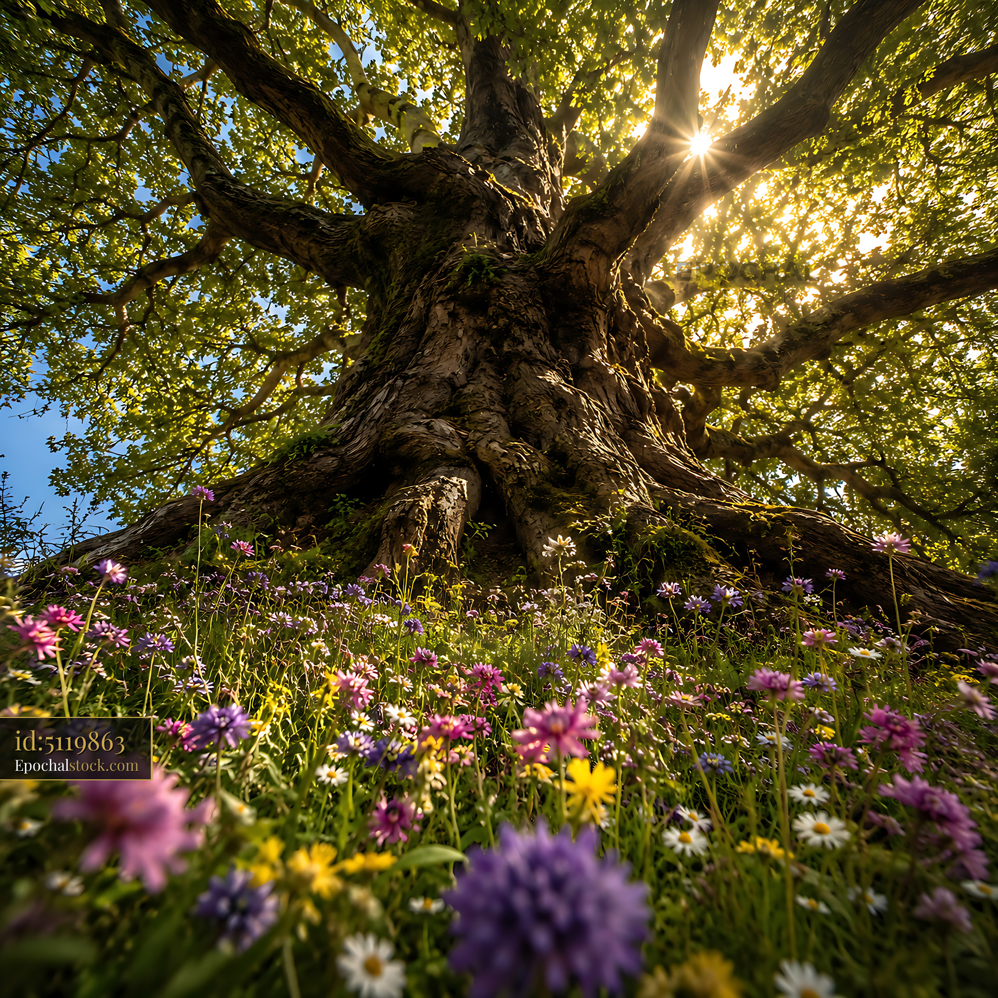 Watermarked full-resolution preview of Large tree with sunlight filtering through leaves over flowers