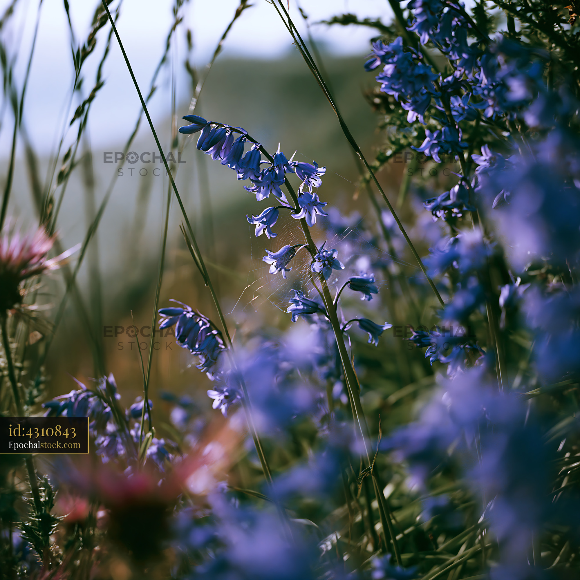 Watermarked full-resolution preview of Wildflowers in natural setting on a sunny day