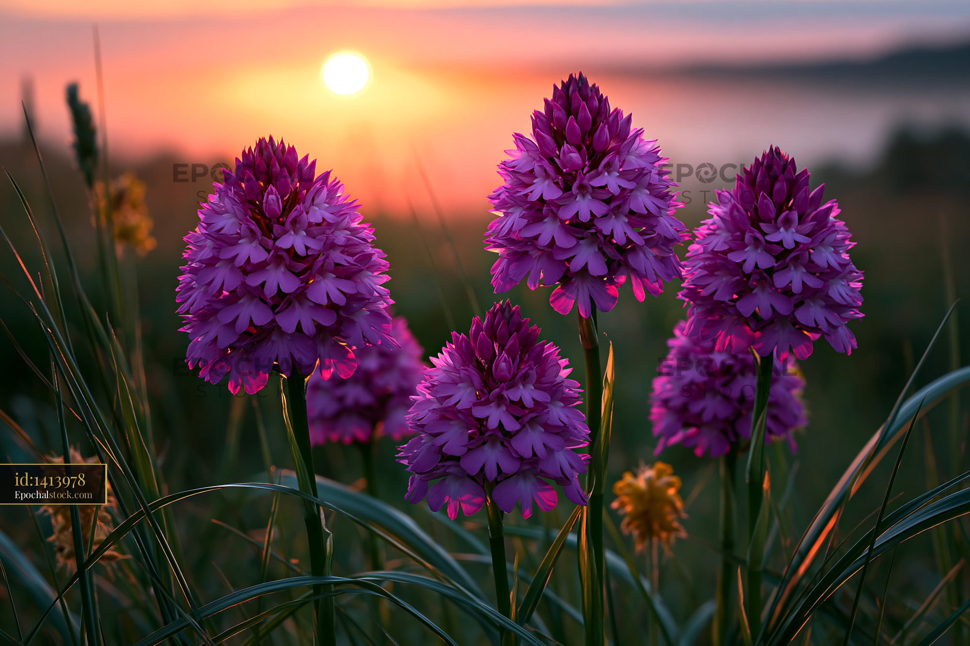 Watermarked full-resolution preview of Purple flowers bloom at sunset in a grassy field