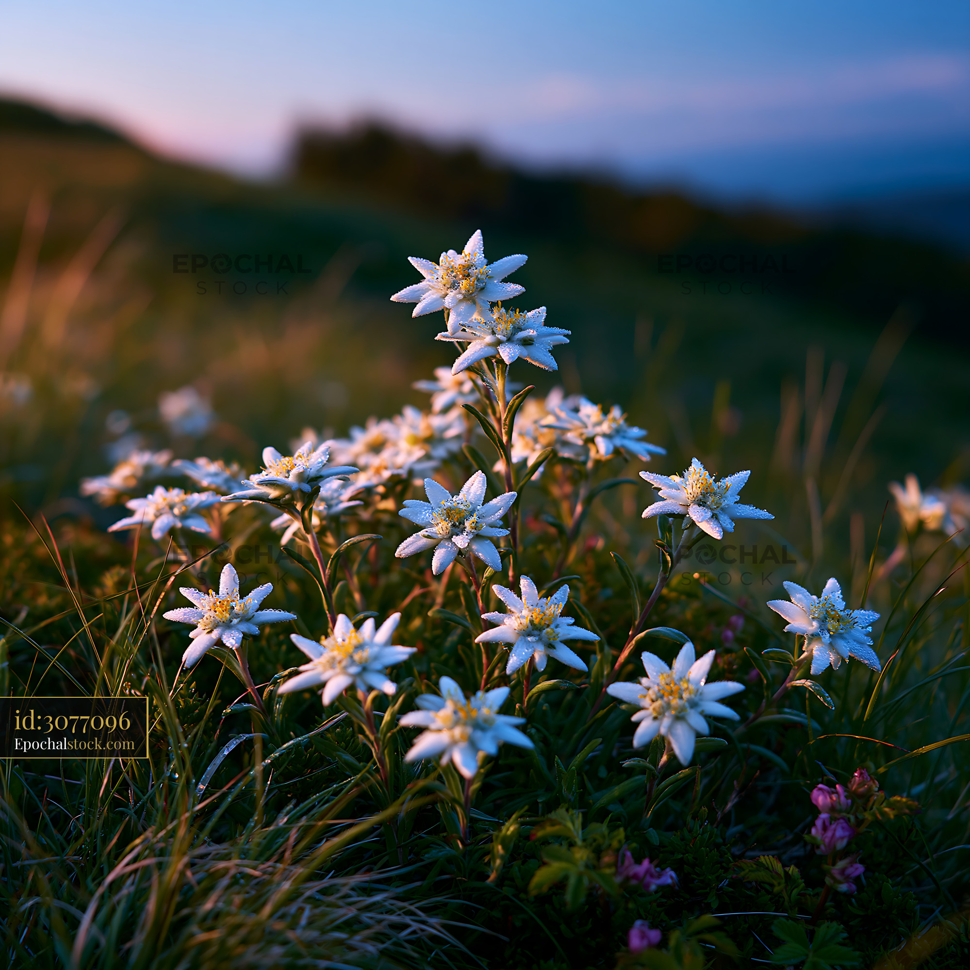 Watermarked full-resolution preview of Edelweiss flowers blooming in a field during sunset
