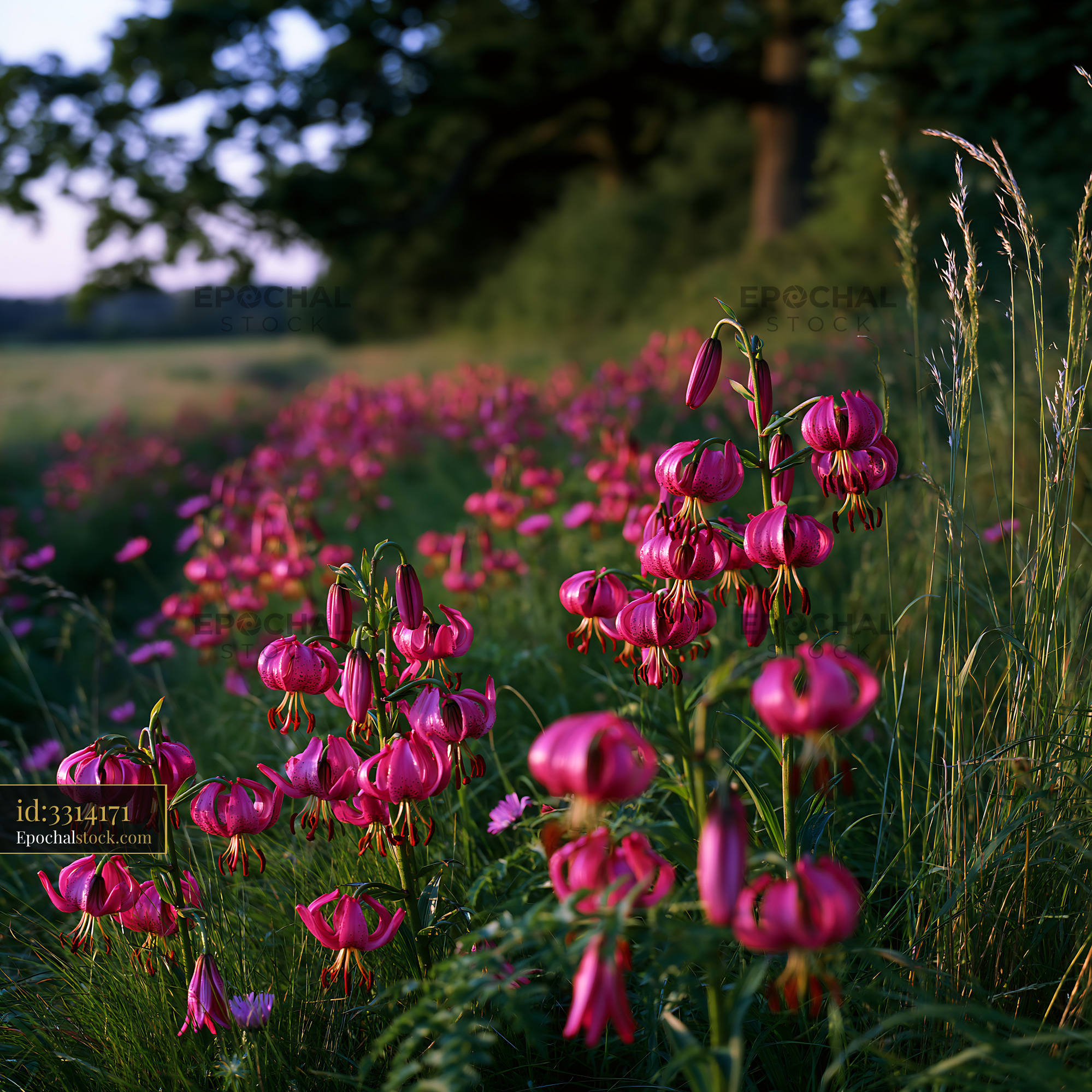 Watermarked full-resolution preview of Field of pink flowers under afternoon light