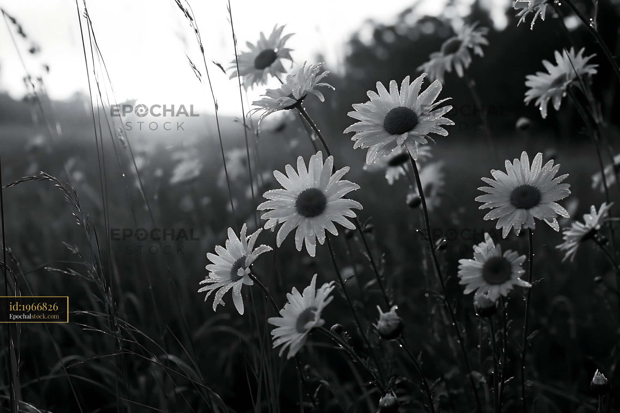 Daisy Wildflowers in a Meadow During Early Morning Light - stock photo