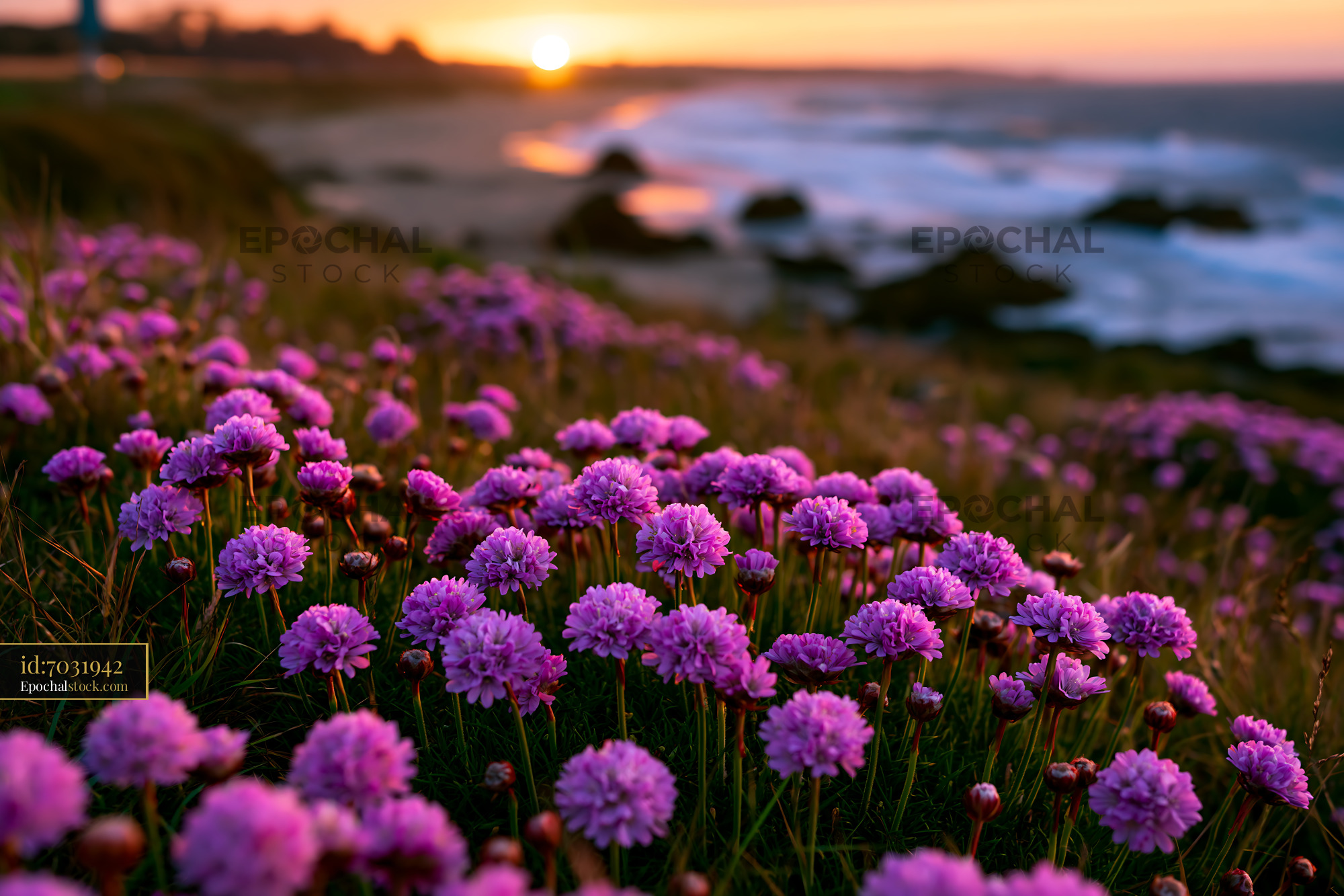 Purple Flowers Bloom by the Ocean Shore During Sunset - stock photo