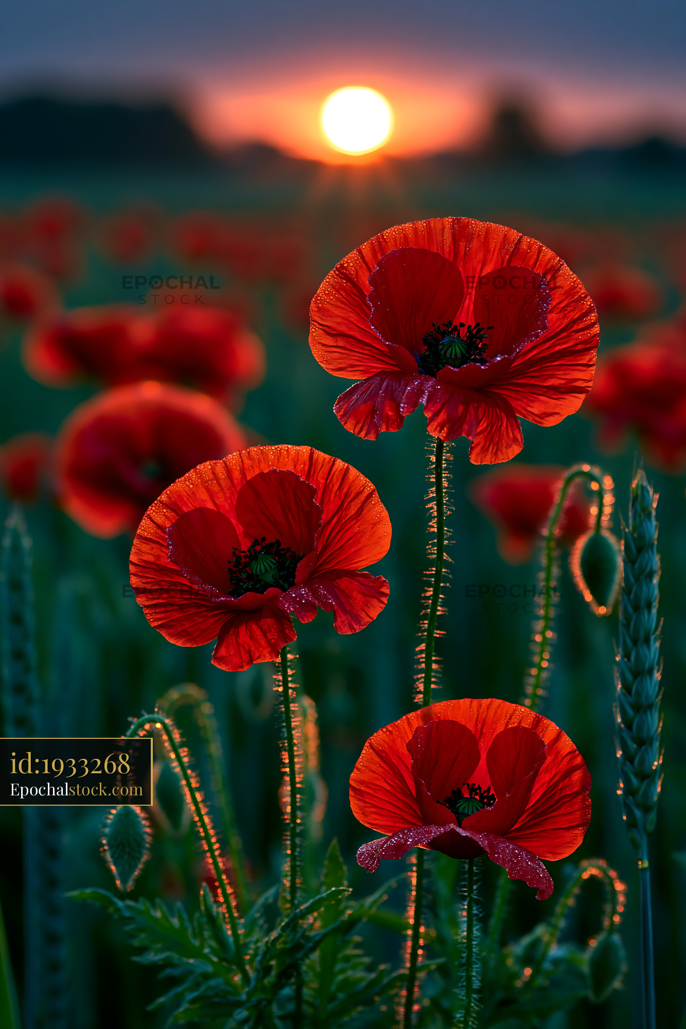 Watermarked full-resolution preview of Red poppy flowers during sunset in a field