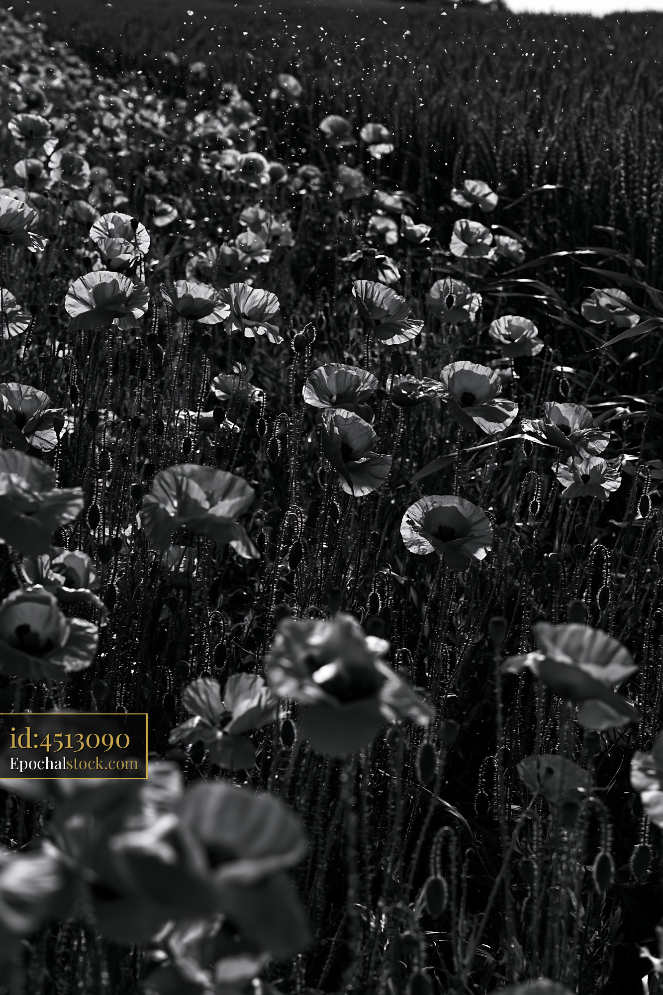 Watermarked full-resolution preview of Field of poppies in black and white showing bloom in sunlight