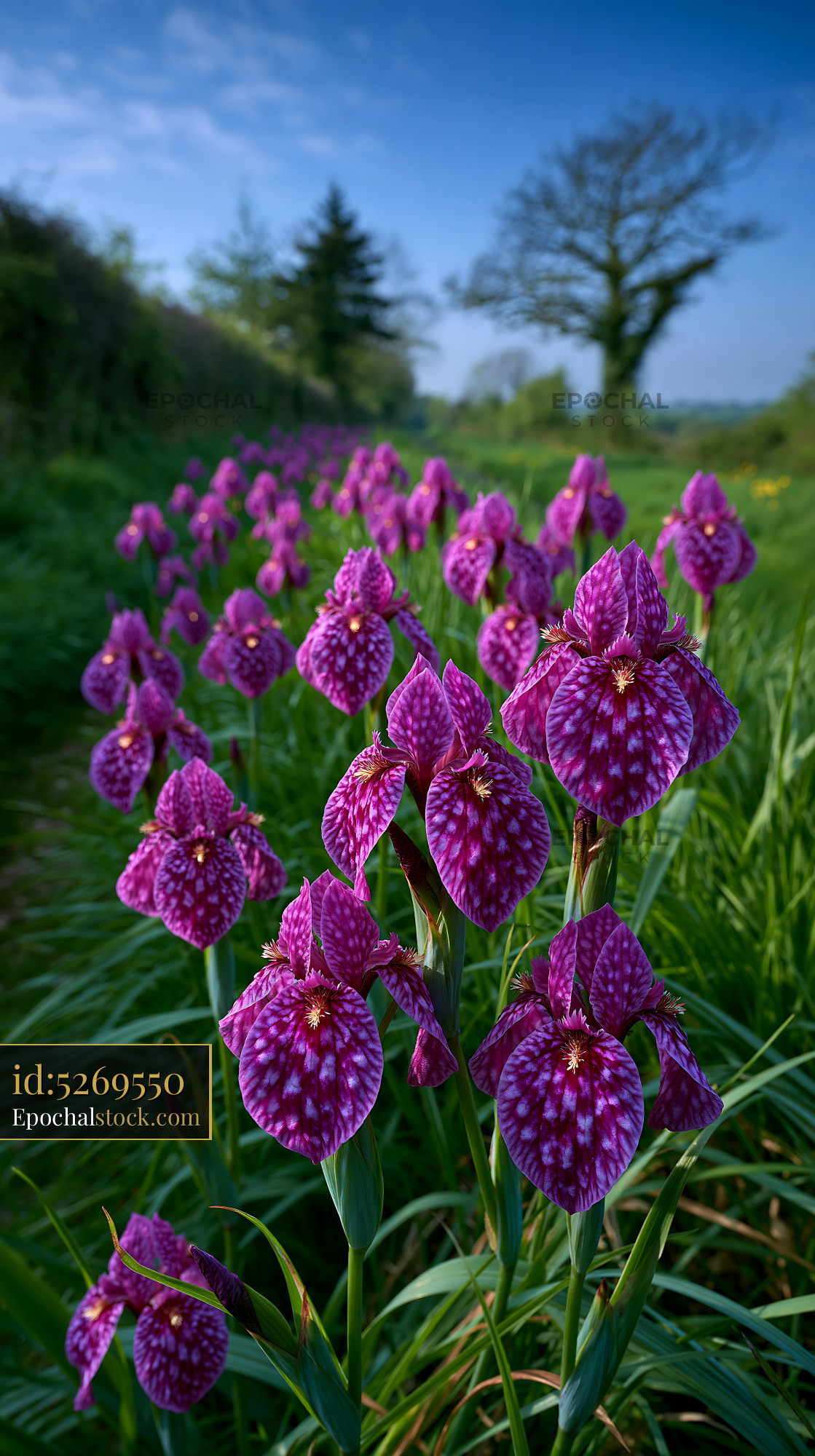 Watermarked full-resolution preview of Violet orchids blooming along a walking path in spring