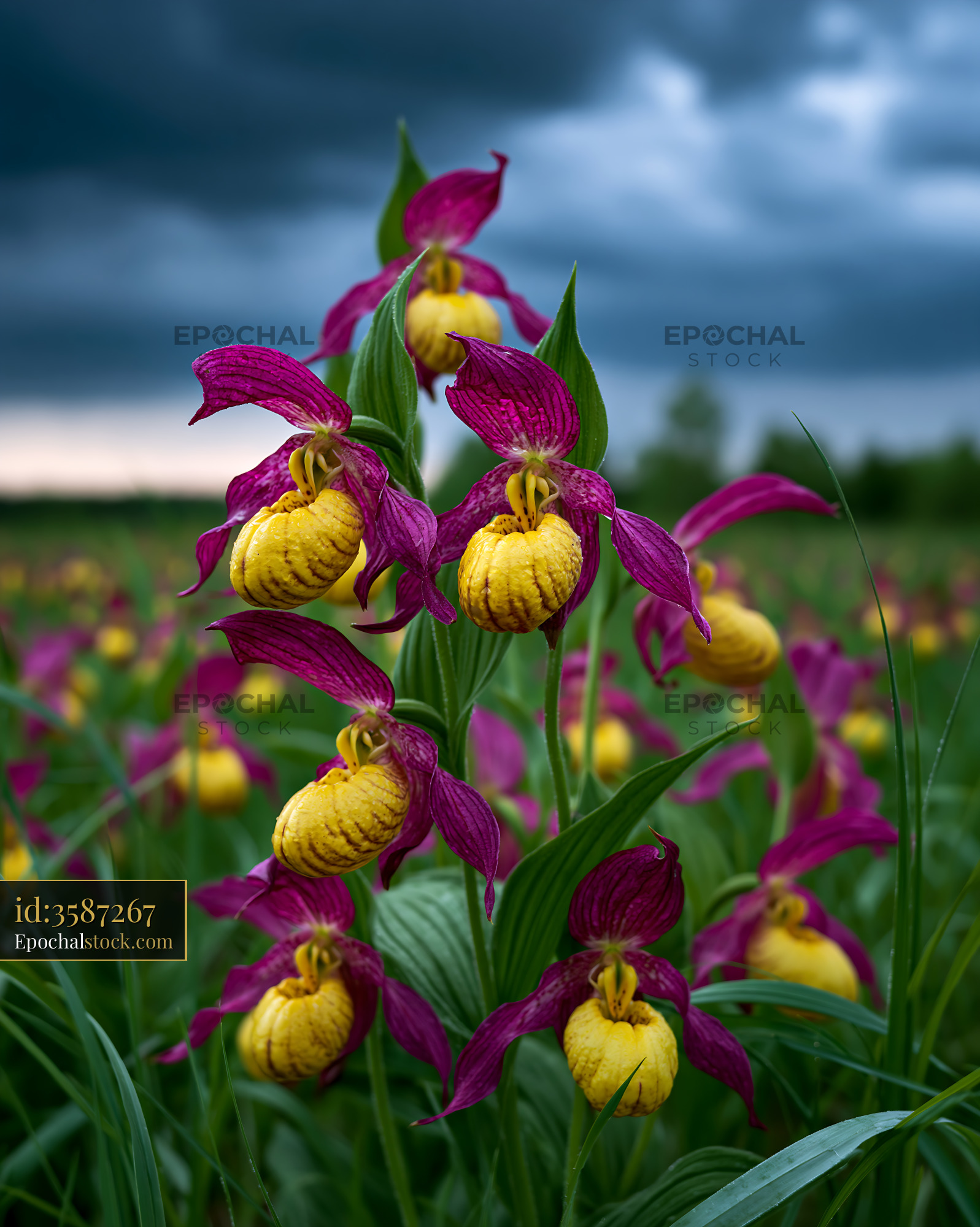 Watermarked full-resolution preview of Magenta and yellow lady's slipper orchids in bloom