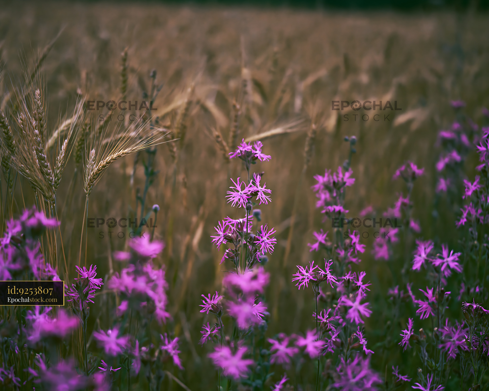Watermarked full-resolution preview of Colorful flowers beside wheat field in evening light