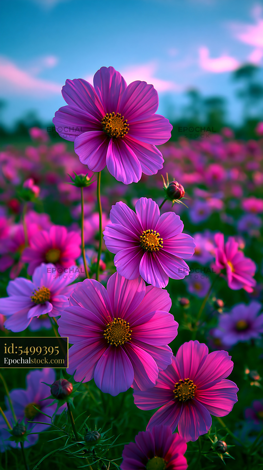 Watermarked full-resolution preview of Vibrant pink flowers in a field at sunset