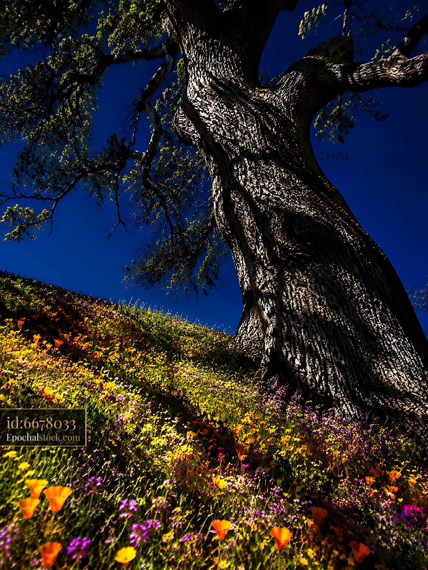 Watermarked full-resolution preview of Large tree with colorful flowers on a hillside
