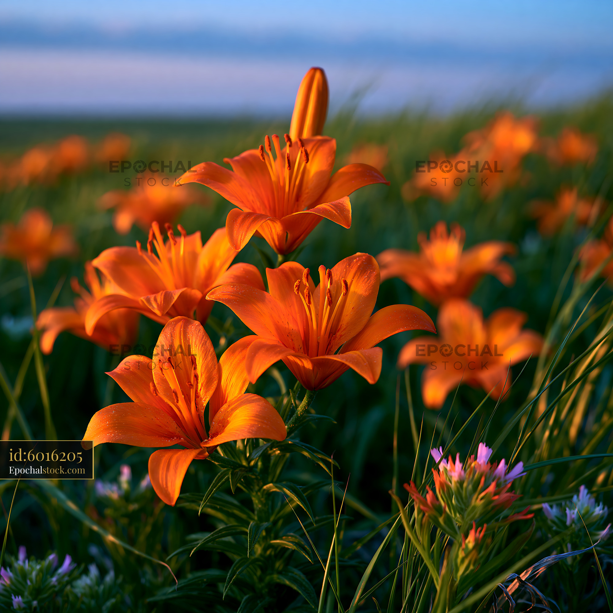 Watermarked full-resolution preview of Bright orange lilies in a meadow at sunset
