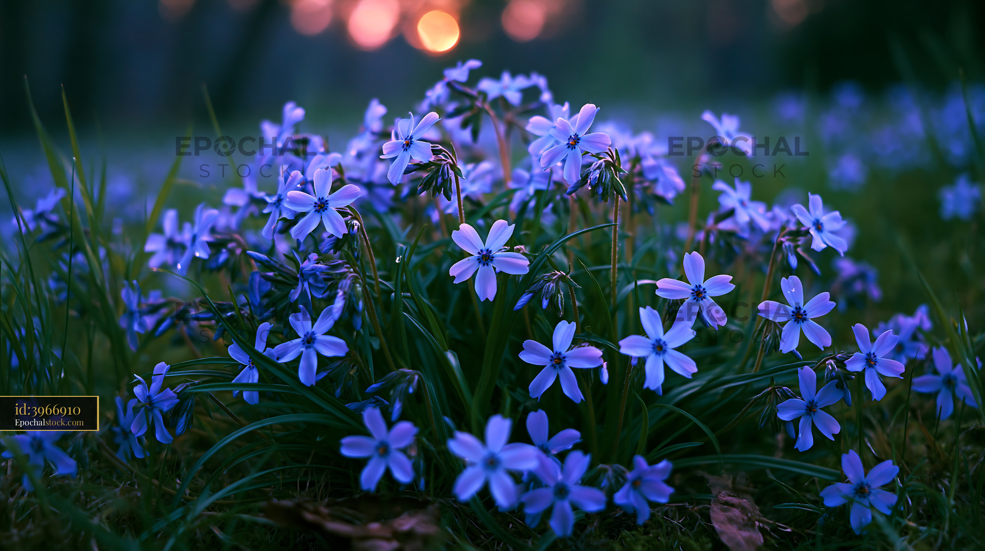 Watermarked full-resolution preview of Violet flowers blooming in a grassy field at sunset