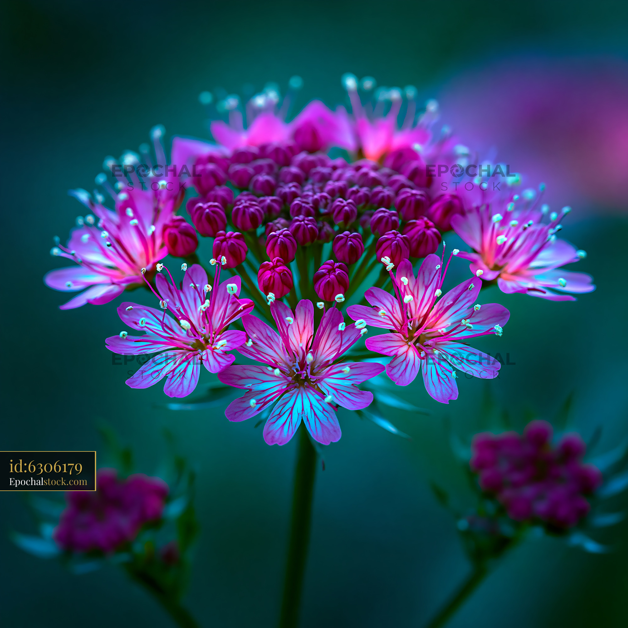 Watermarked full-resolution preview of Vibrant cluster of purple flowers with glowing details