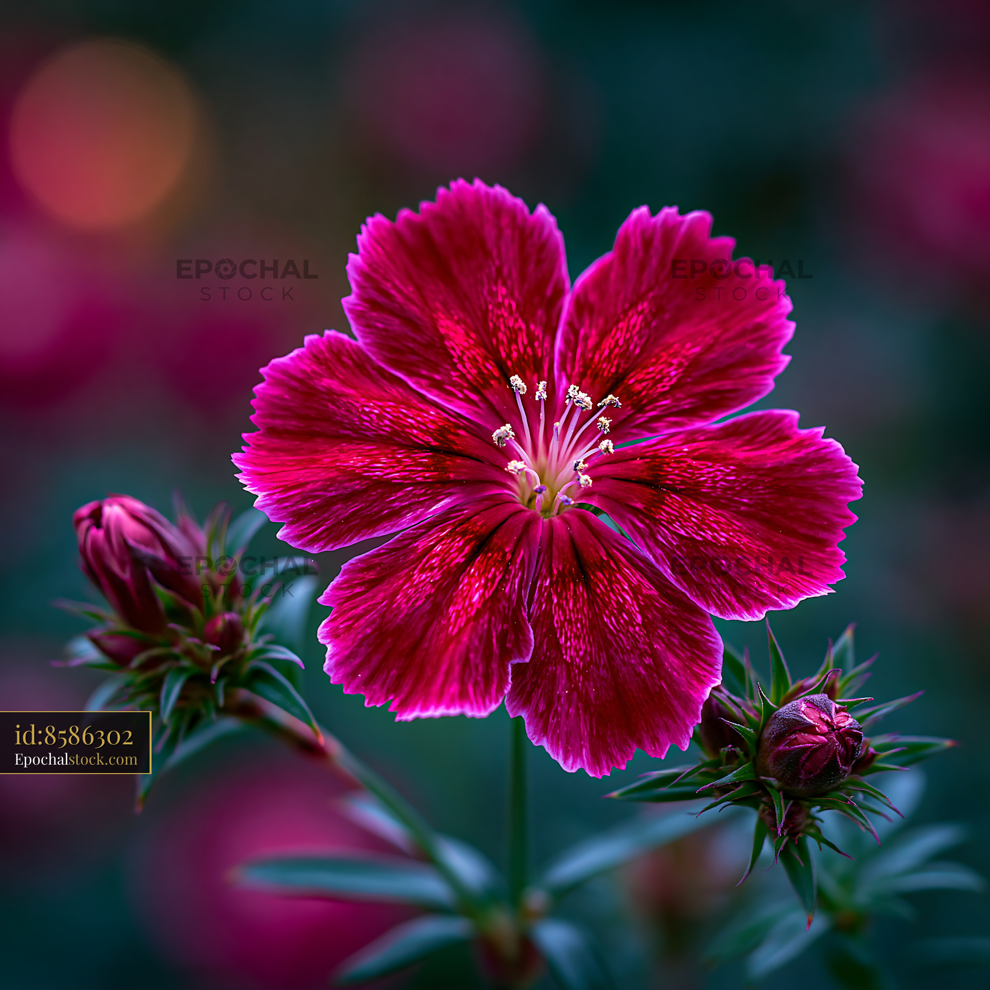 Watermarked full-resolution preview of Bright red flower with buds in a garden setting