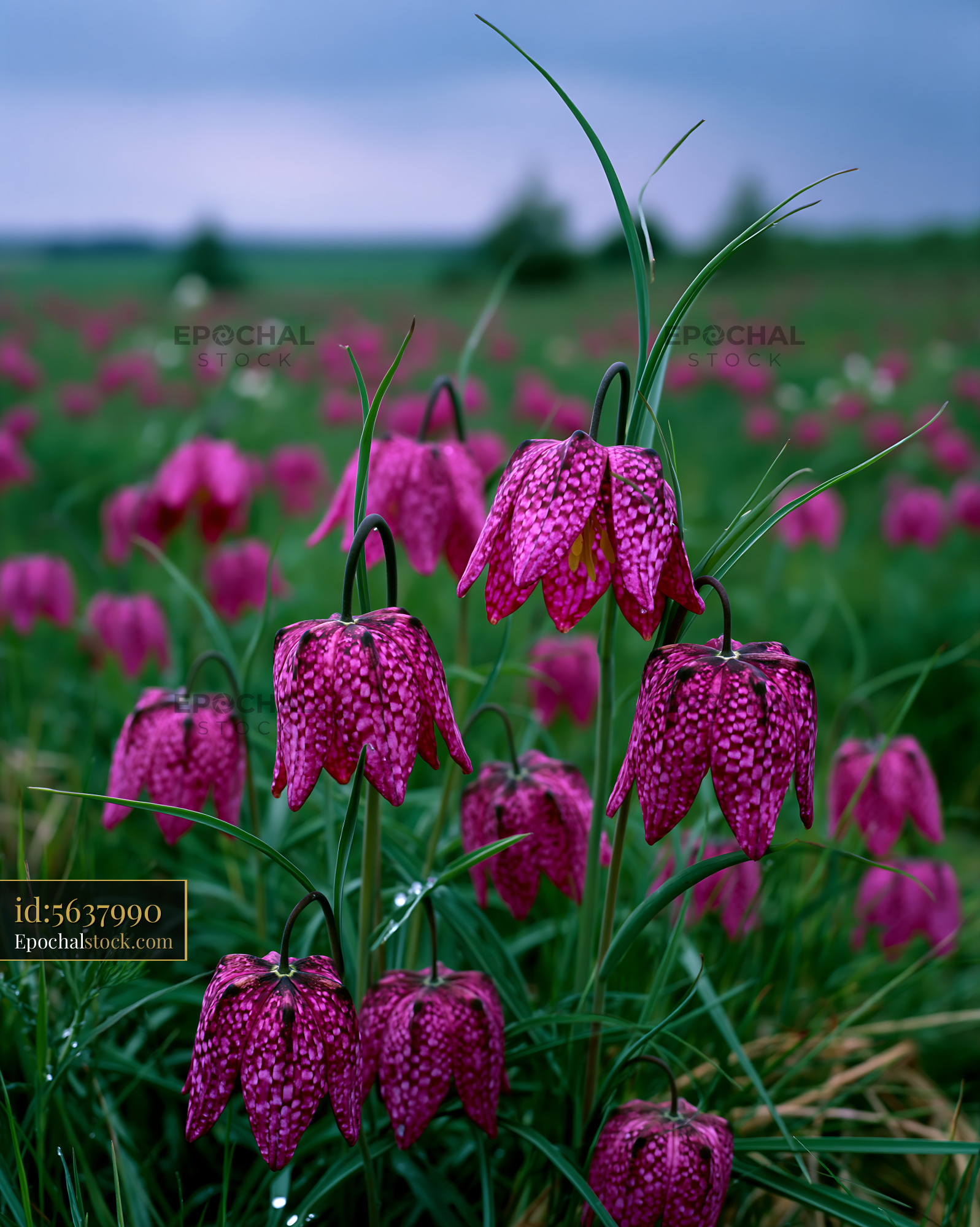 Watermarked full-resolution preview of Field filled with purple flowers under a cloudy sky