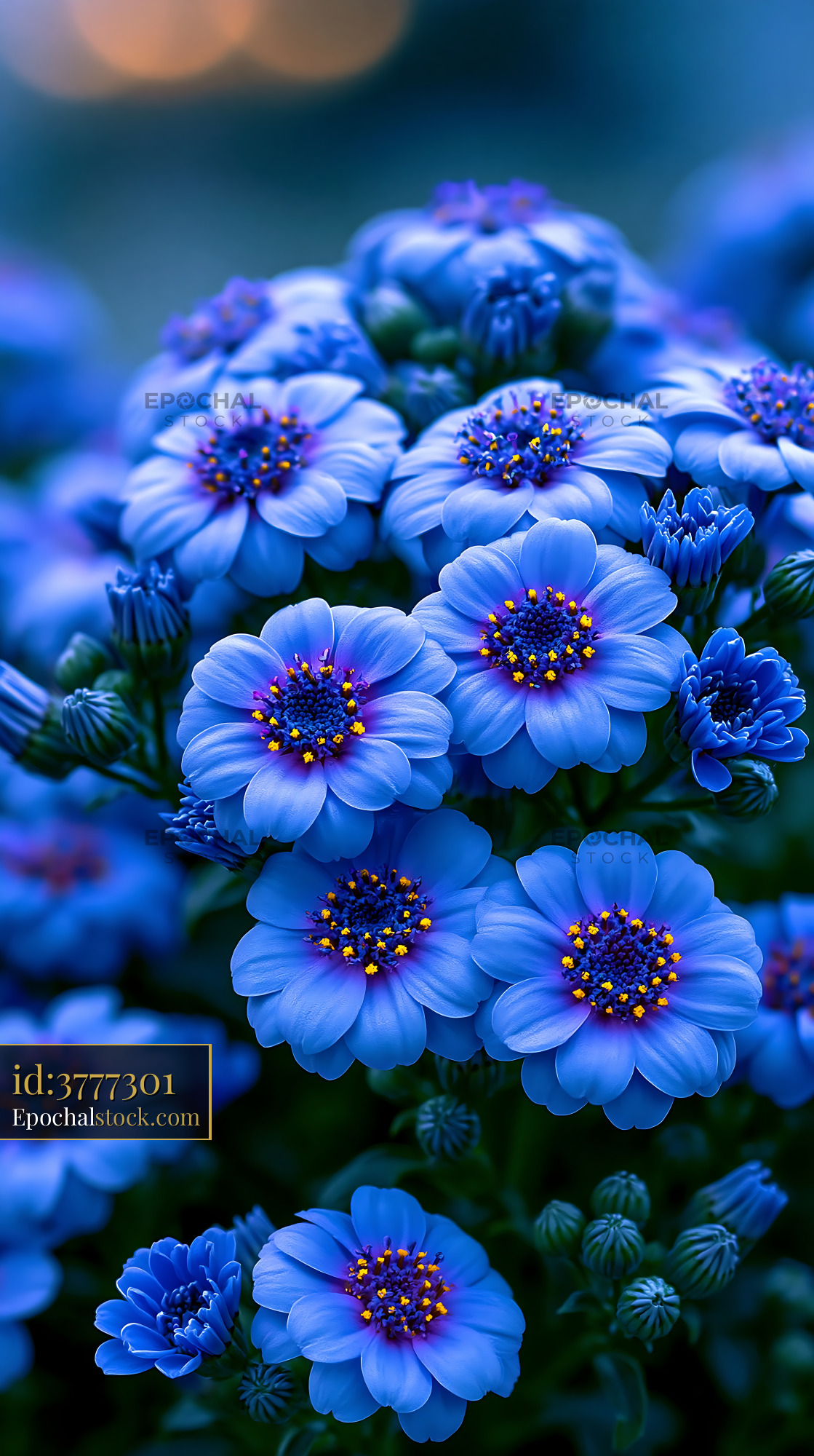 Watermarked full-resolution preview of Blue flowers with yellow centers in a close-up view