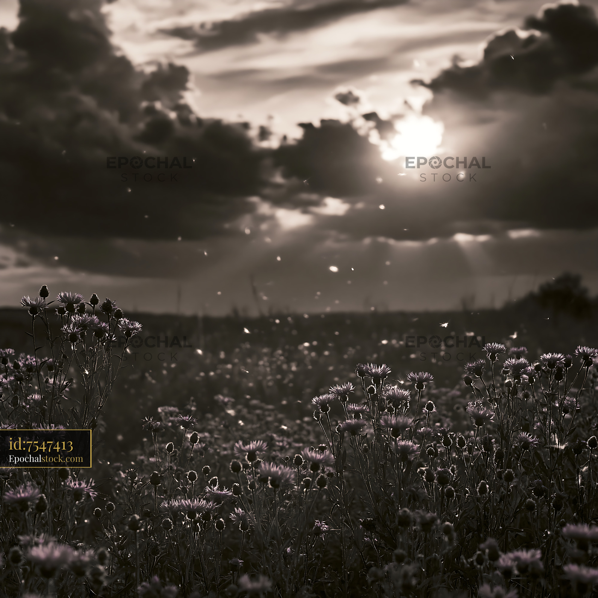 Watermarked full-resolution preview of Fields of wildflowers at sunset with cloudy sky