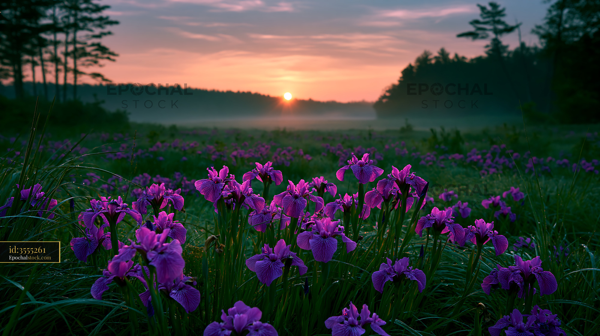 Watermarked full-resolution preview of Sunrise over purple flowers in a field with trees in the background