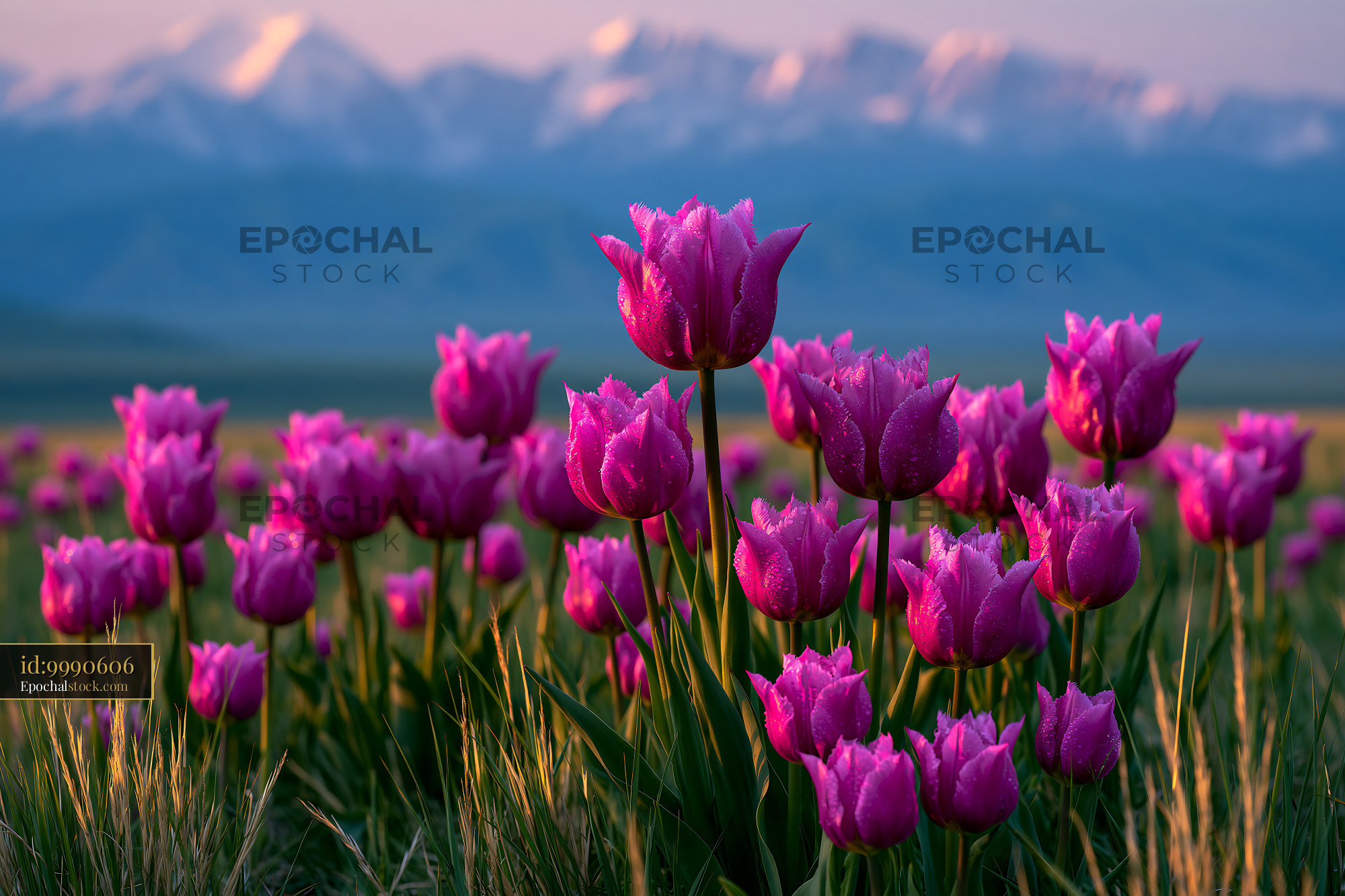 Watermarked full-resolution preview of Dew-covered pink tulips in a mountain meadow