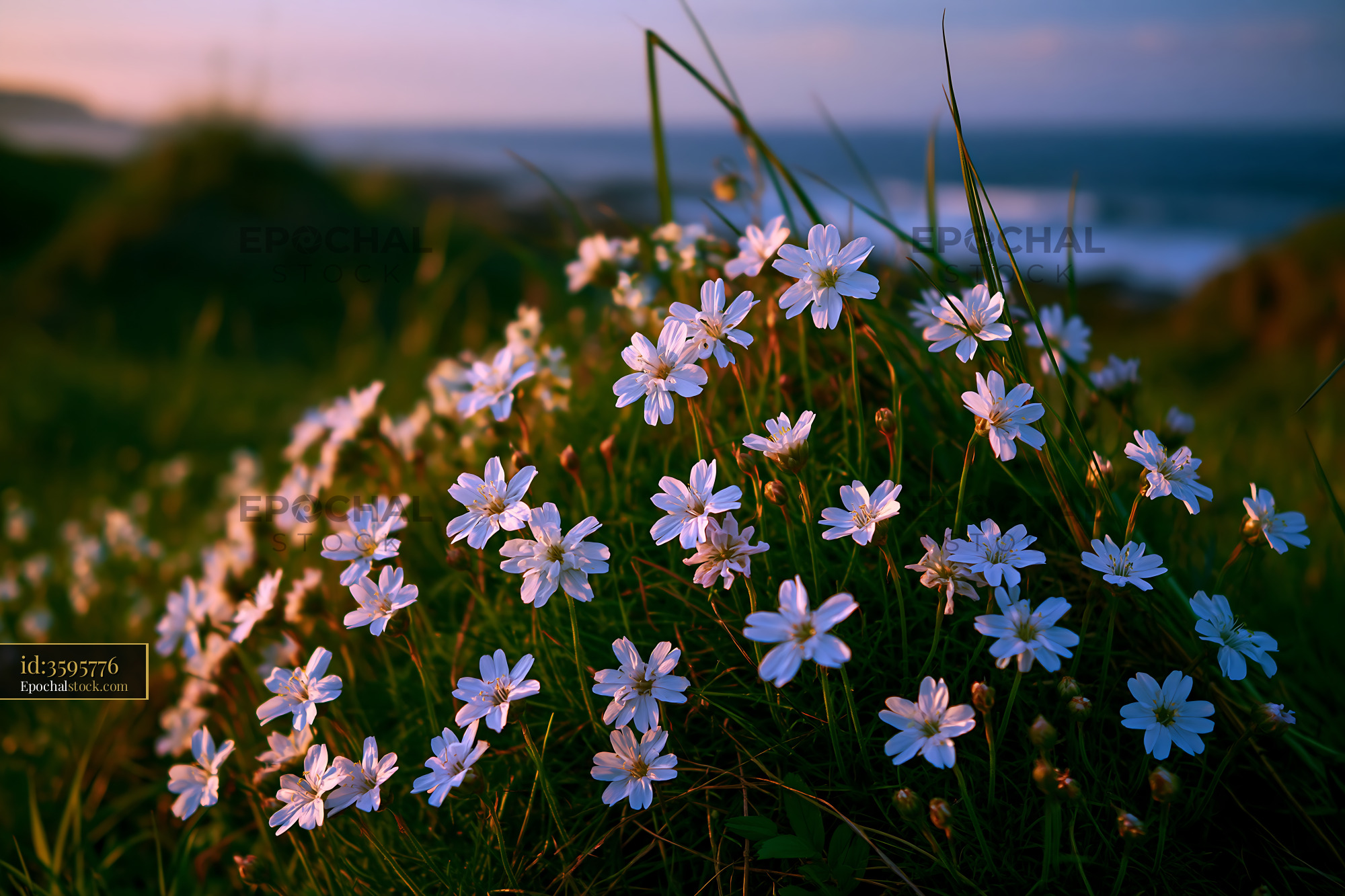 White Flowers Bloom on Grass Near the Ocean at Sunset - stock photo