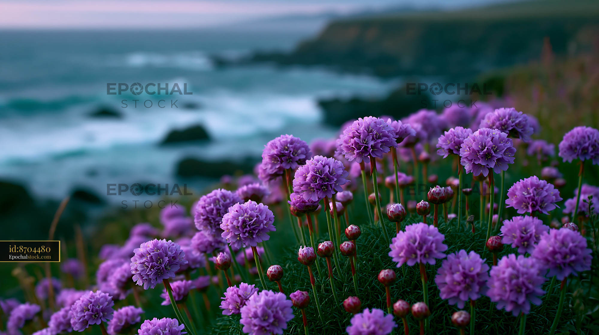 Watermarked full-resolution preview of Vibrant flowers along the rocky coast at sunset