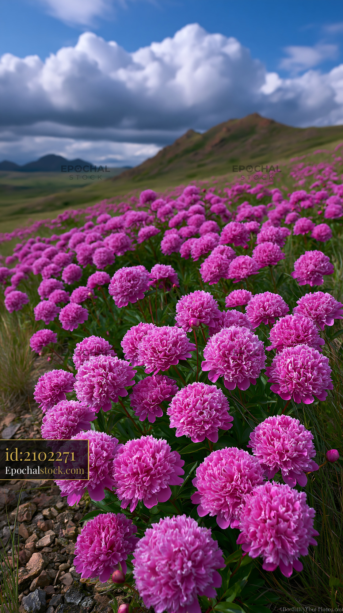 Watermarked full-resolution preview of Field of pink flowers under a cloudy sky